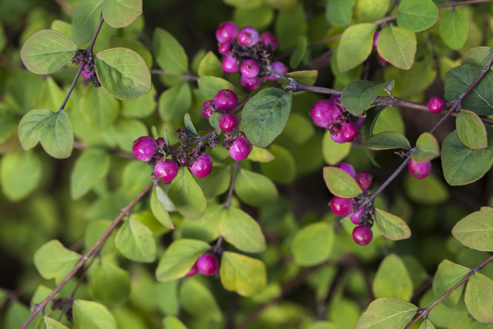 Symphoricarpos (Symphoricarpos)