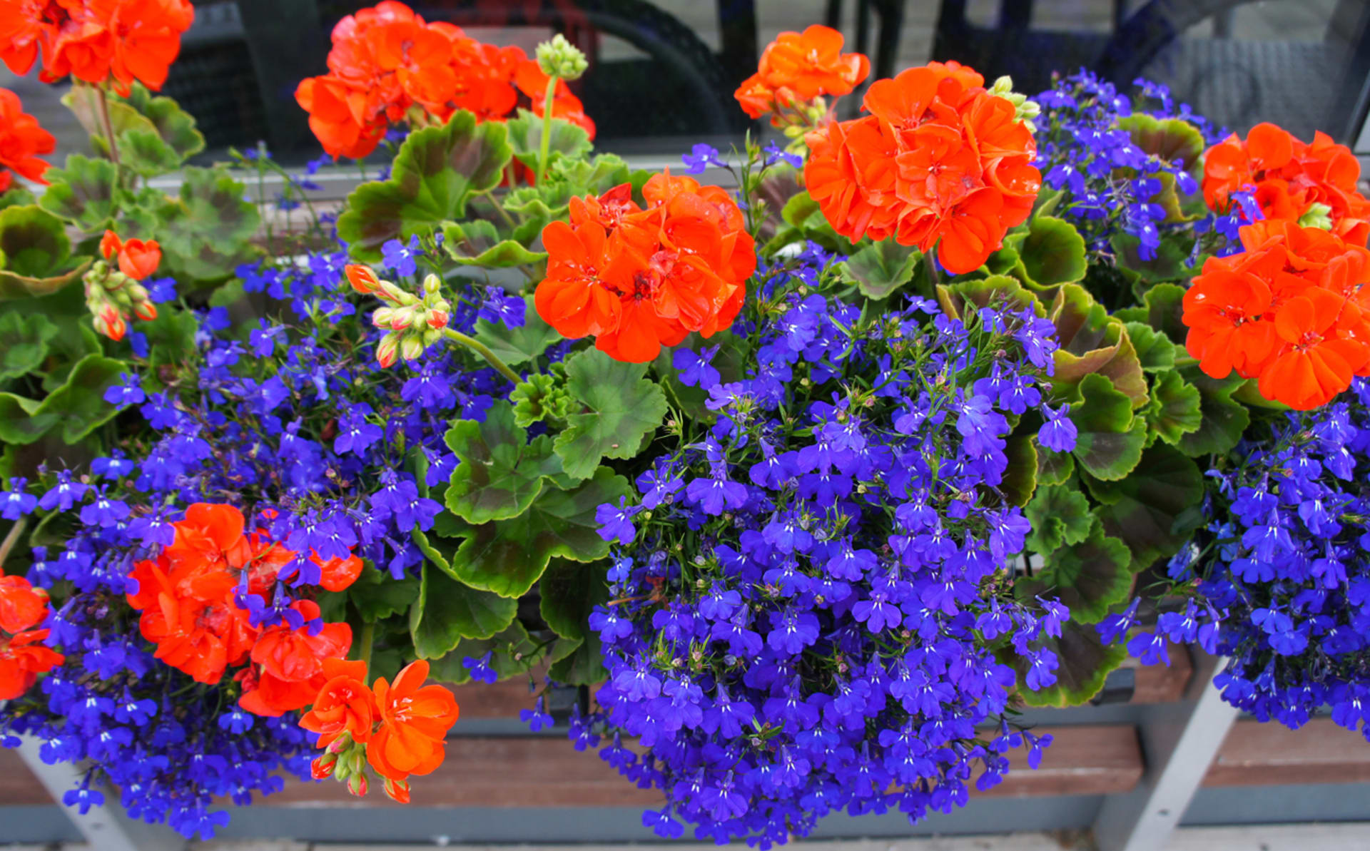 Pelargonia i lobelia