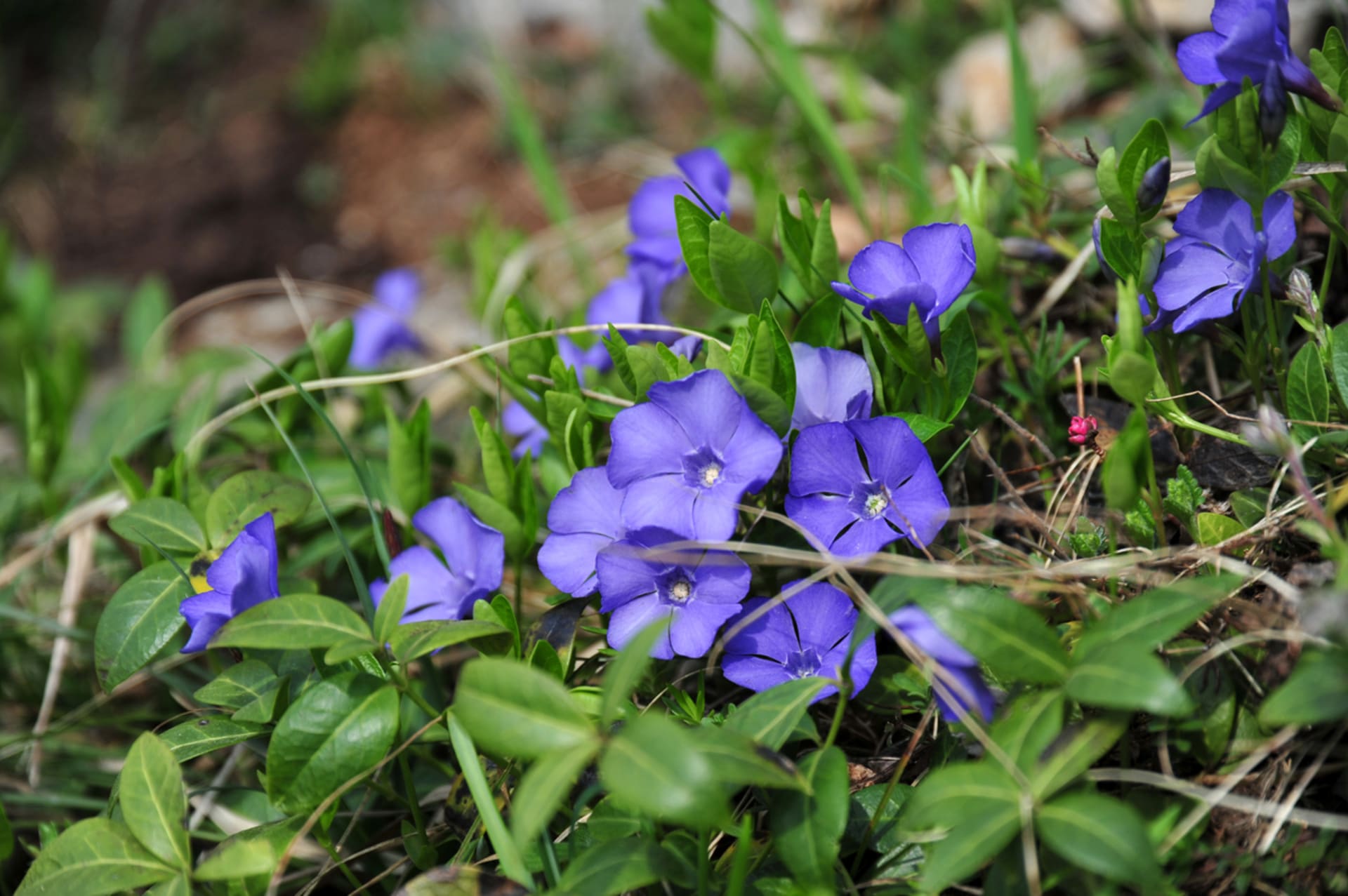 Vinca-moll (Vinca-moll)