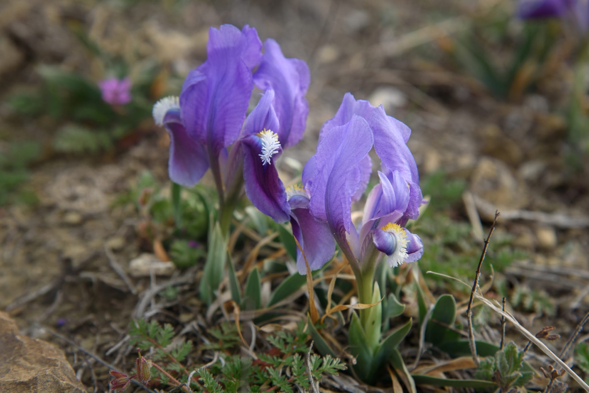 Dolna prawa tęczówka (Iris pumila)