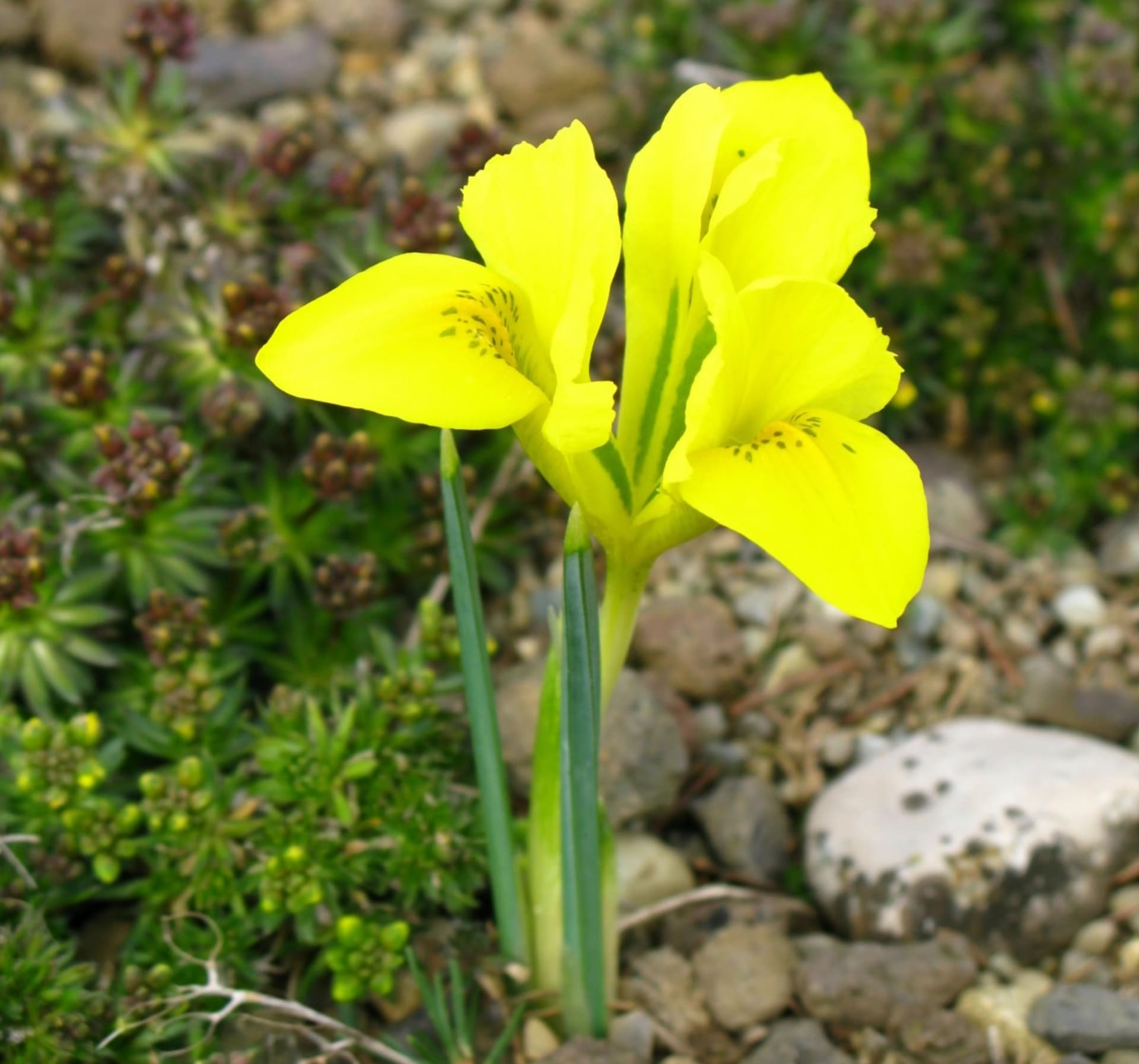 Tęczówka Danforda (Iris danfordiae)