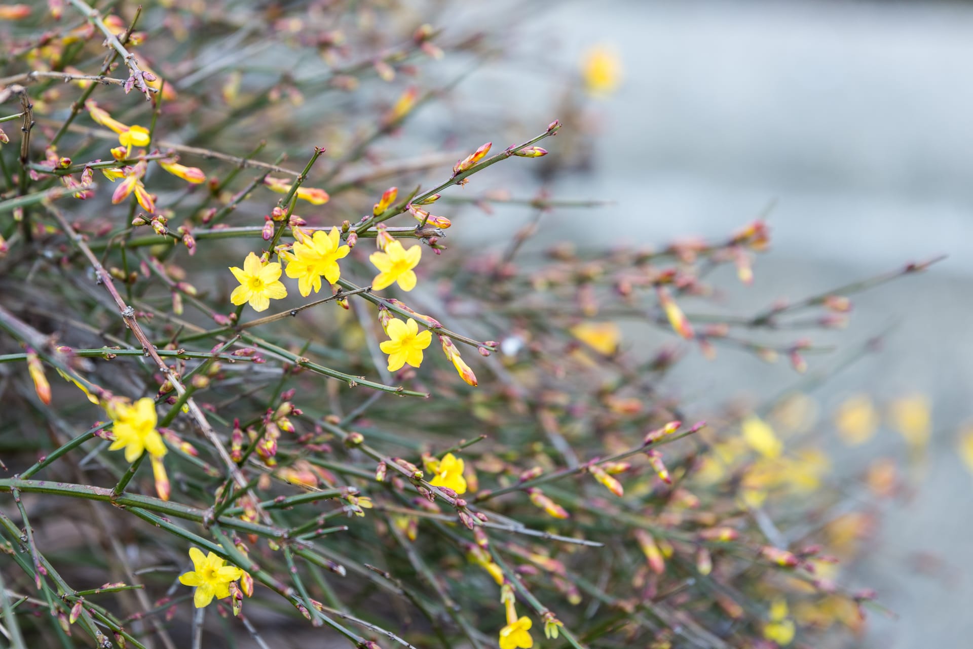 Jaśmin nudiflorum 