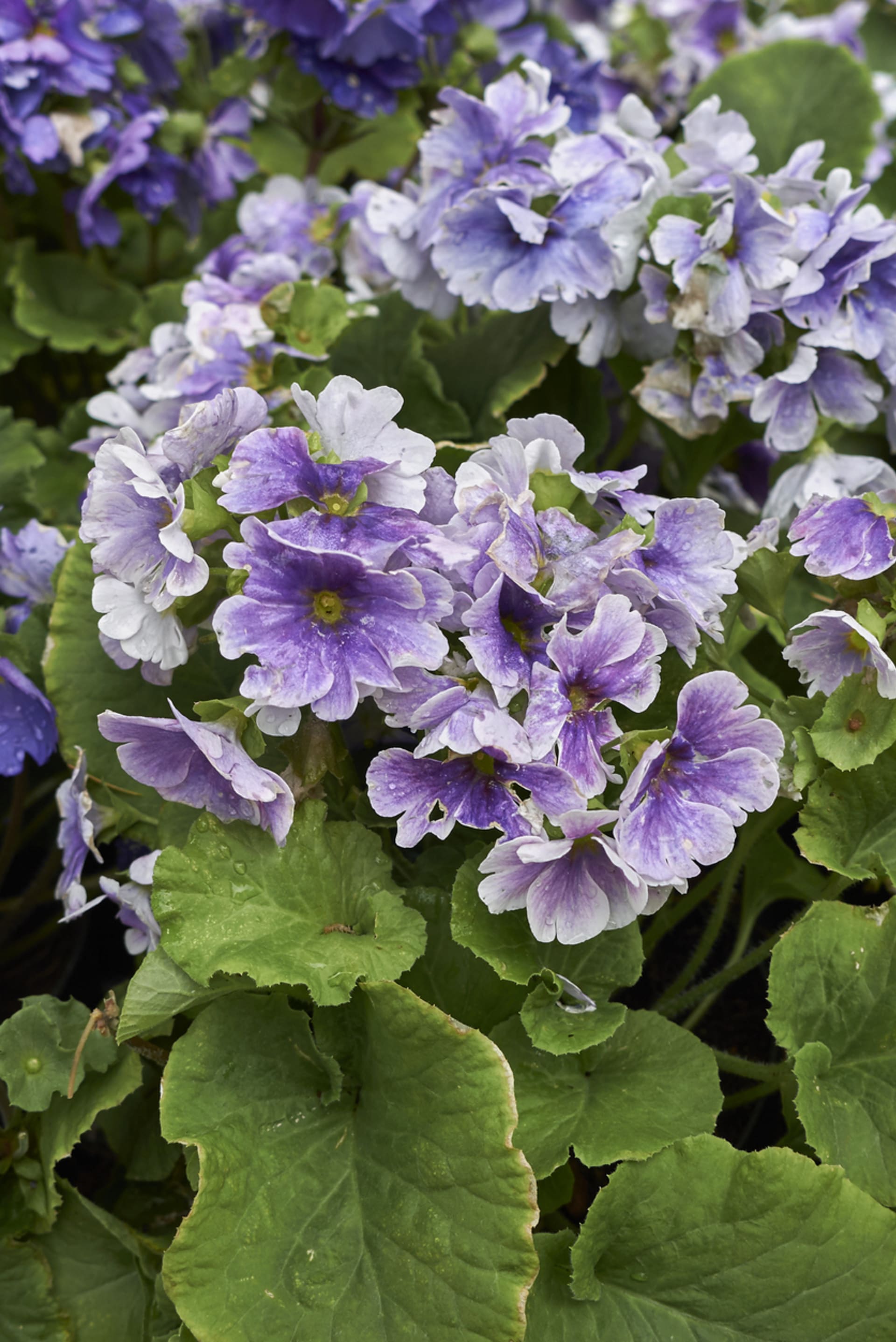 Pierwiosnek obconica (Primula obconica)