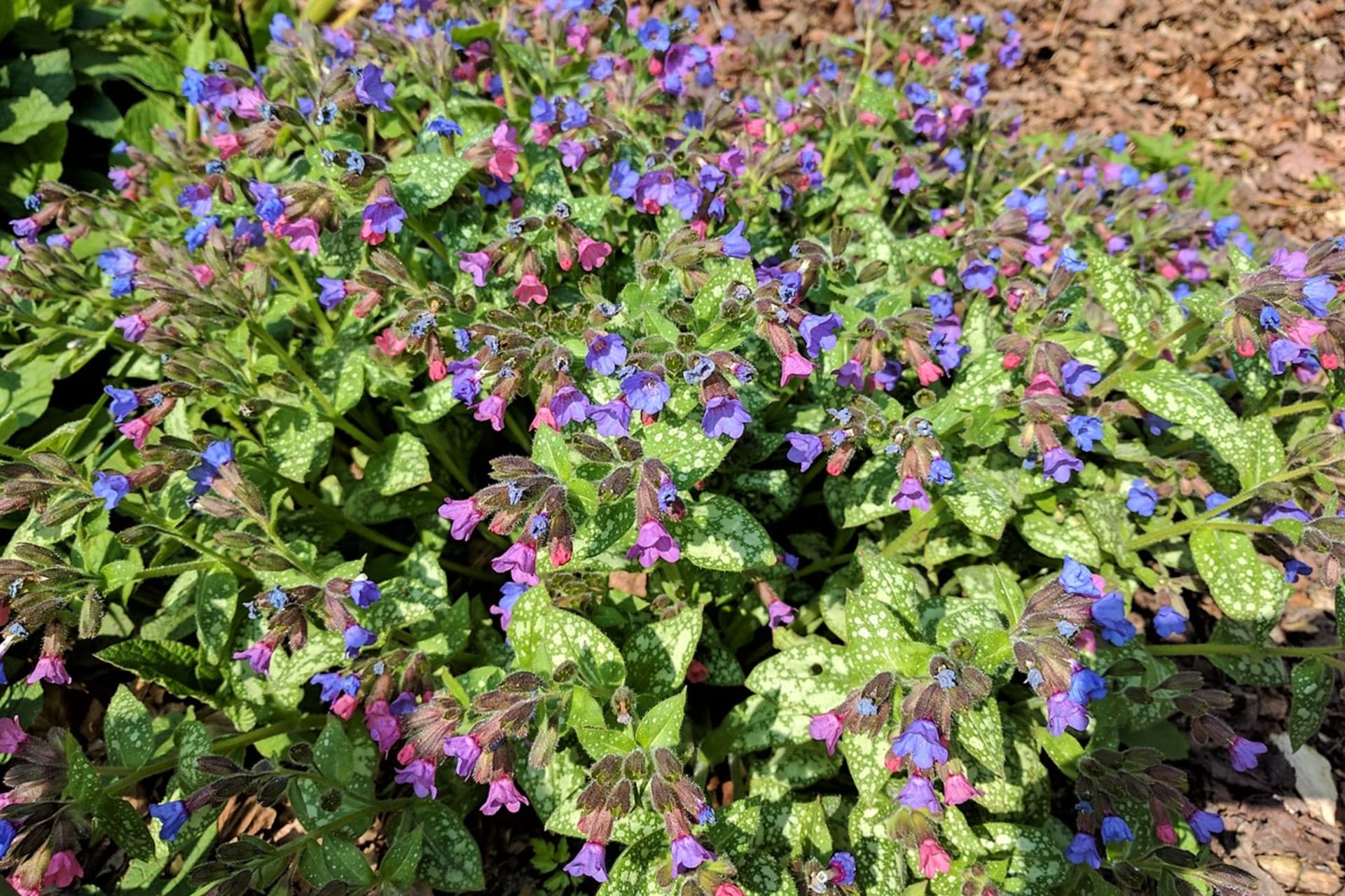 Mięczak lekarski (Pulmonaria officinalis) to małe zioło, jedno z pierwszych zbieranych wiosną