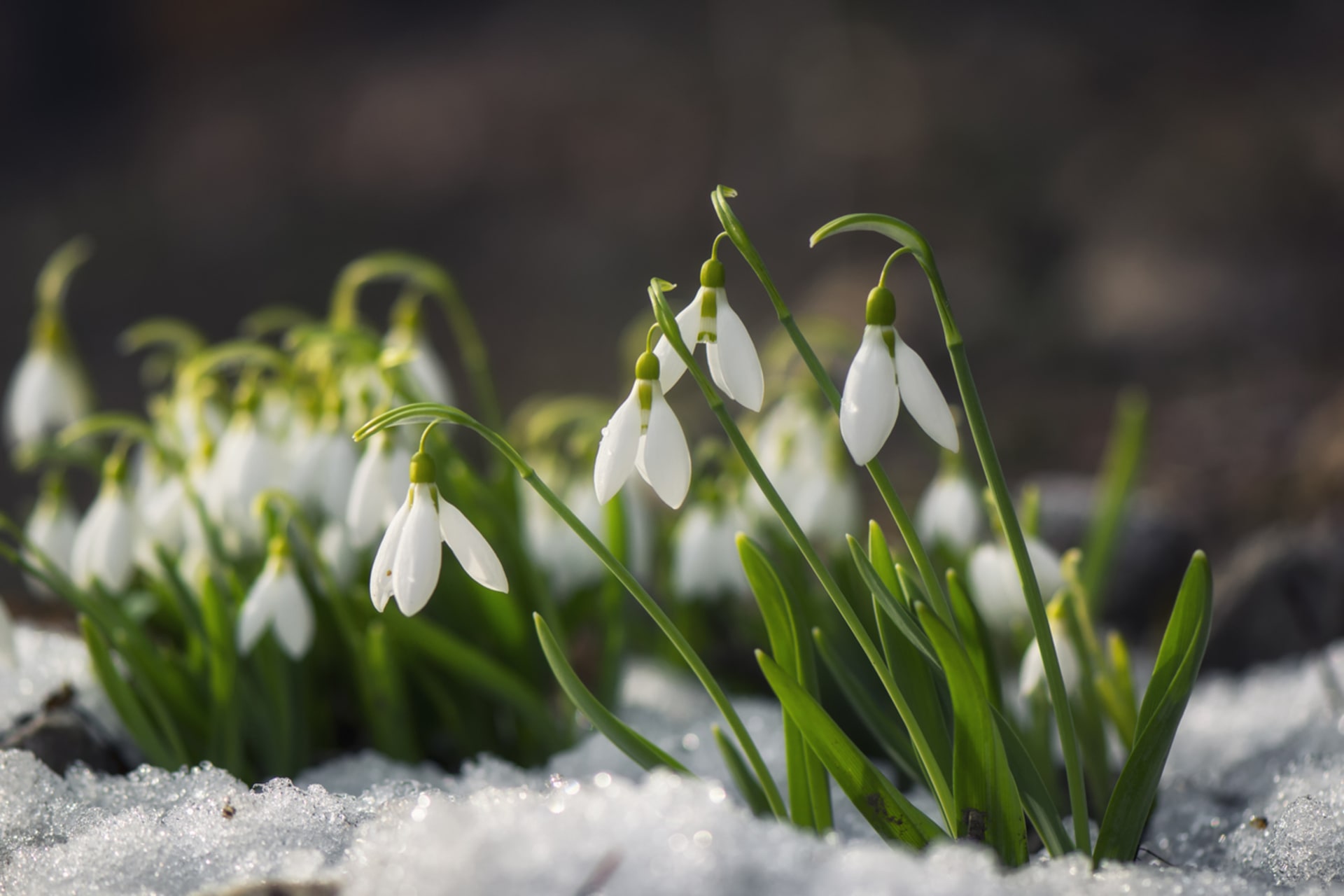 Przebiśnieg (Galanthus nivalis)