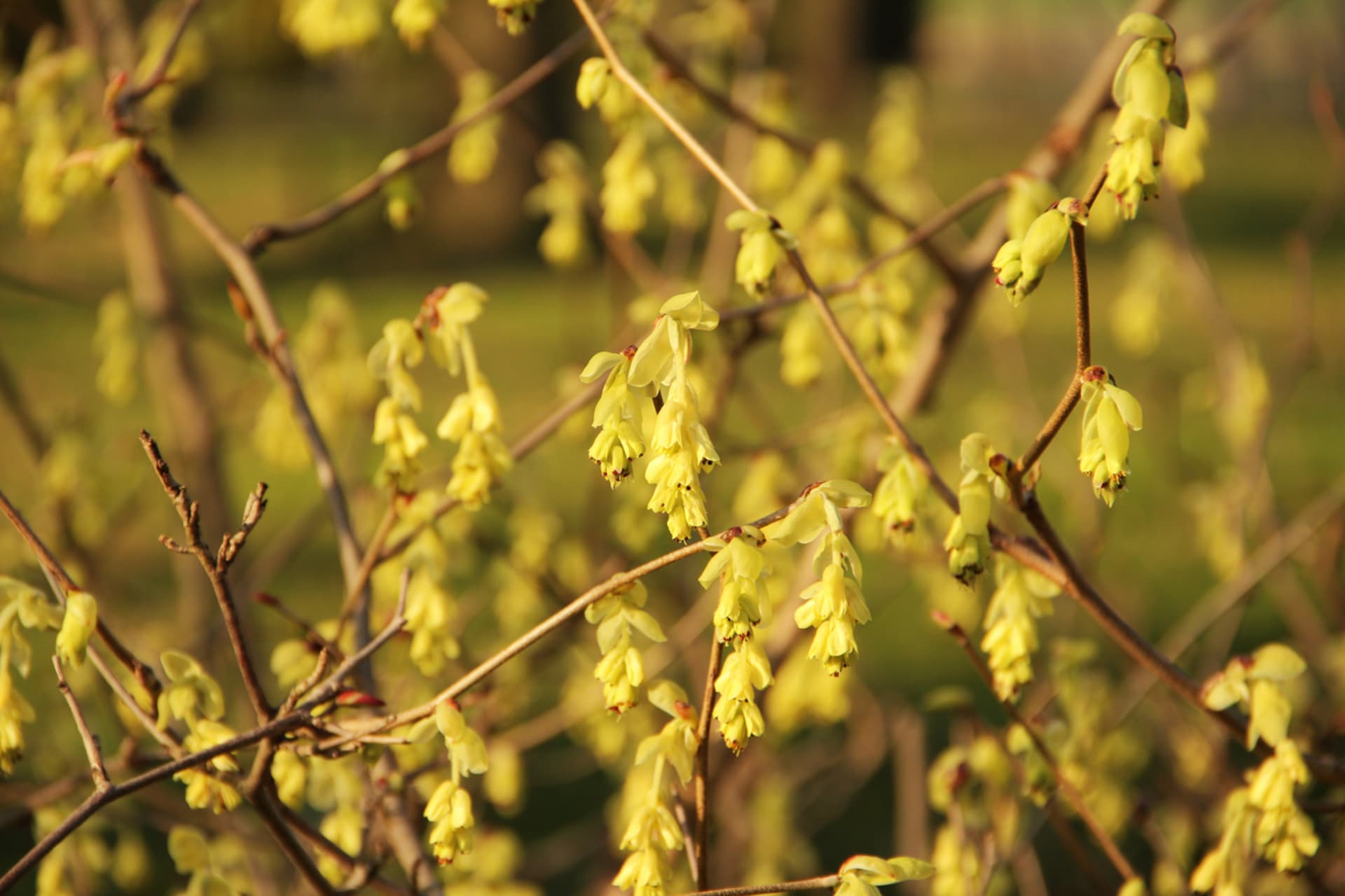 Orzech laskowy (Corylopsis)