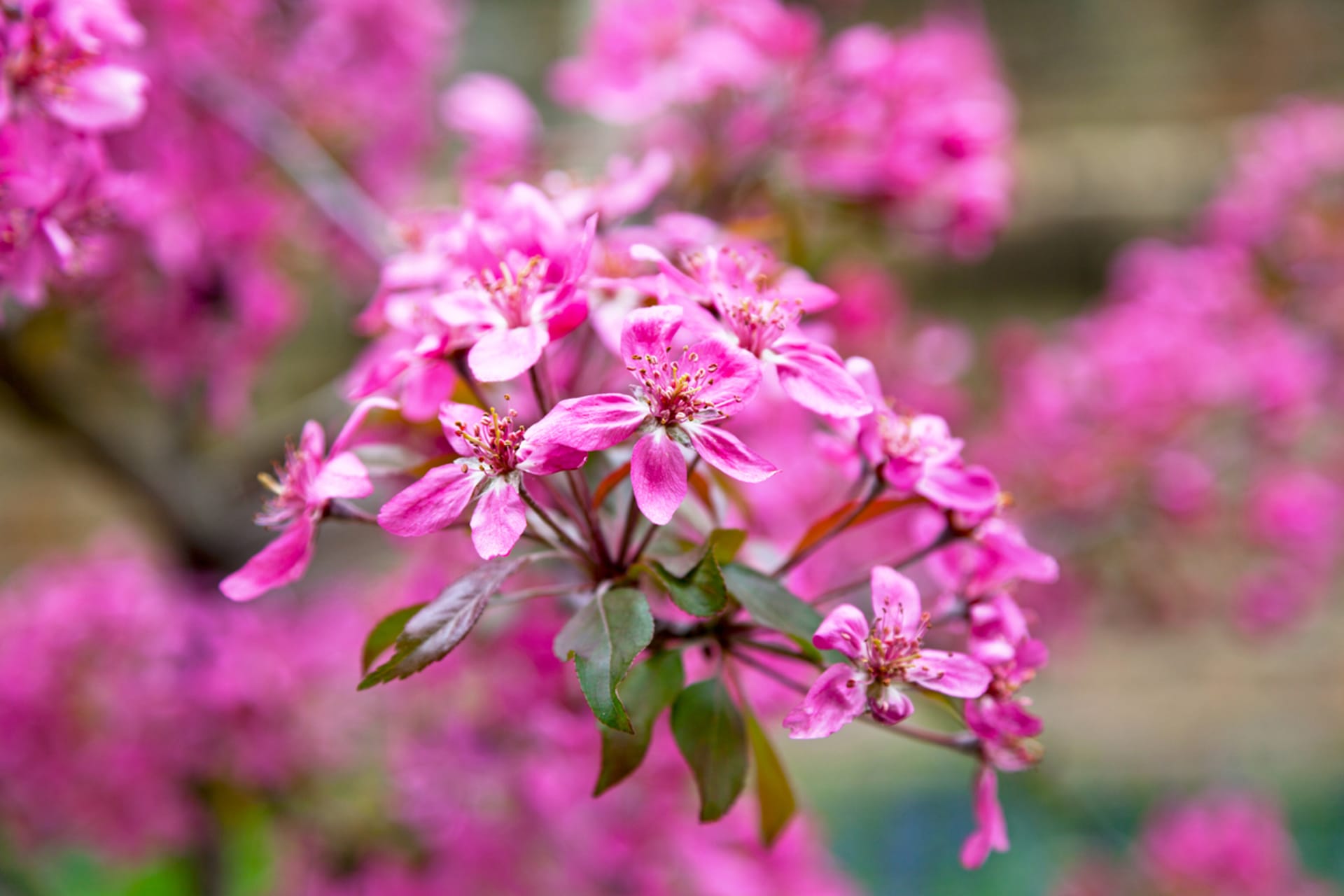 Jabłoń ozdobna (Malus x purpurea)