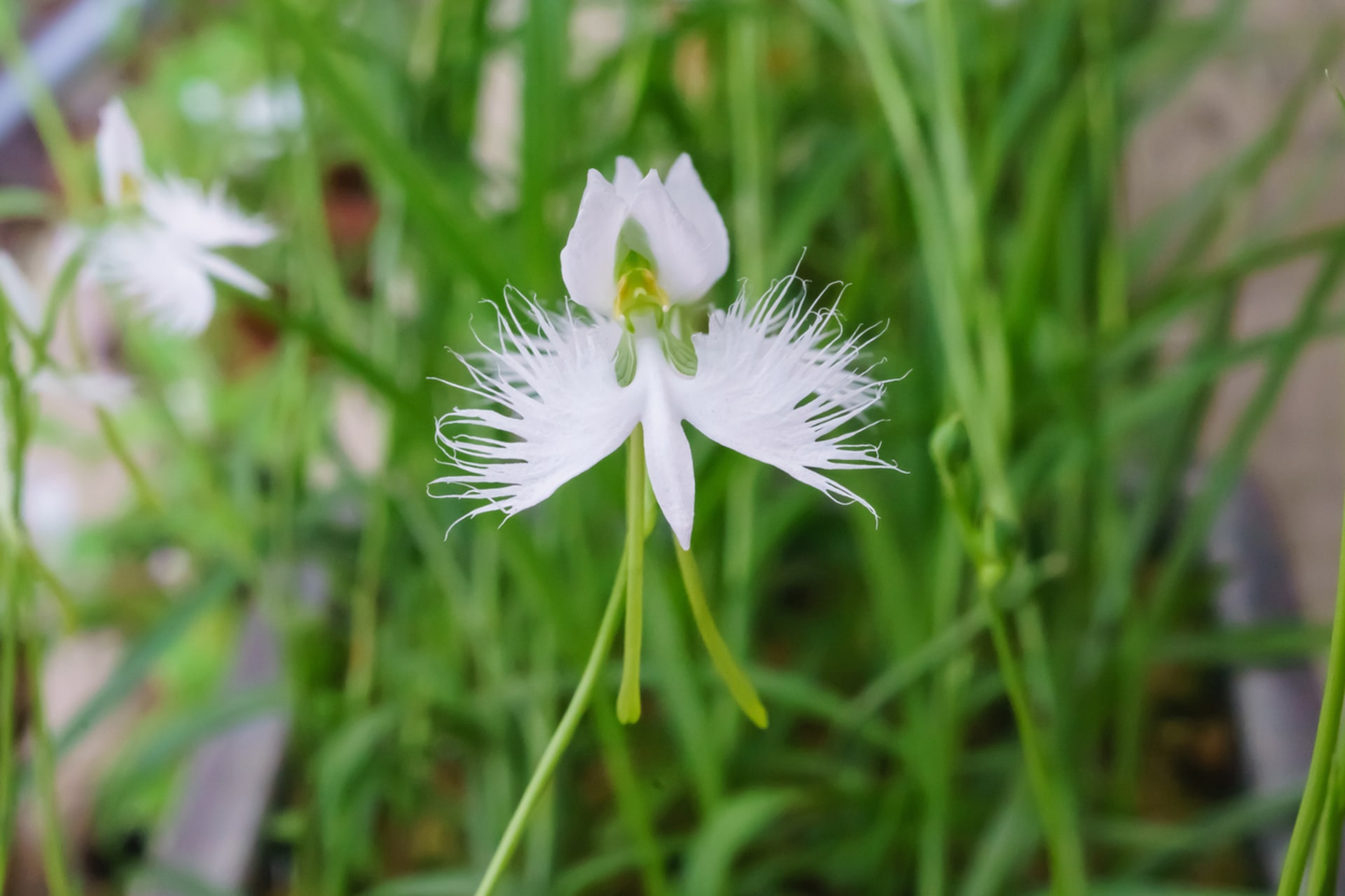 Storczyk ptasi (Pecteilis radiata, syn. Habenaria radiata) 2