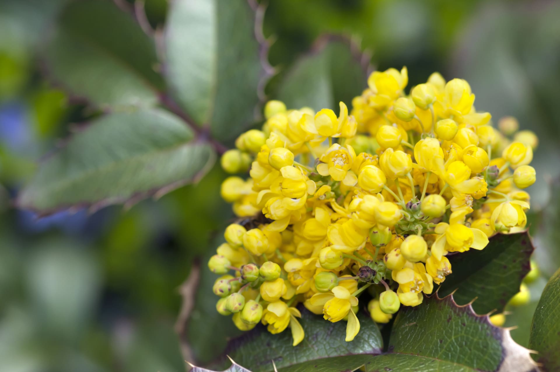 Mahonia aquifolium (Mahonia aquifolium)