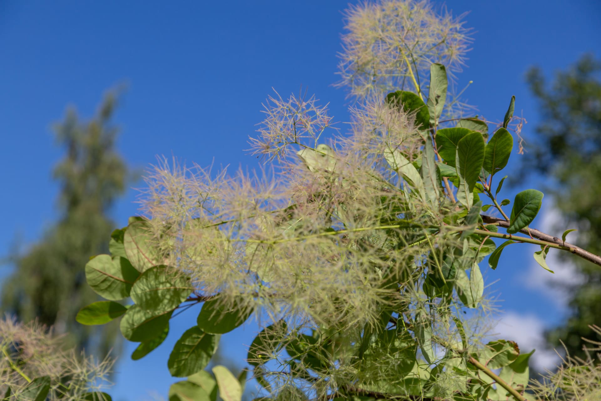 Ikra owłosiona (Rhus cotinus)