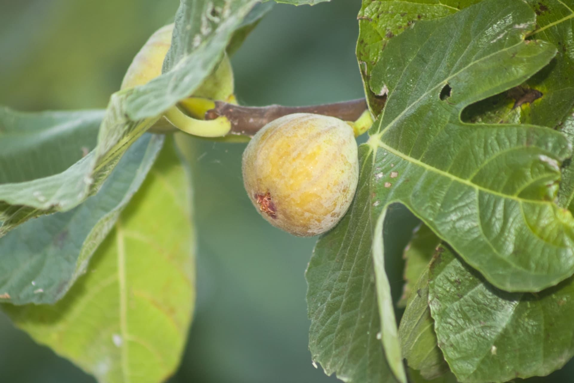 Drzewo figowe (Ficus carica) 6