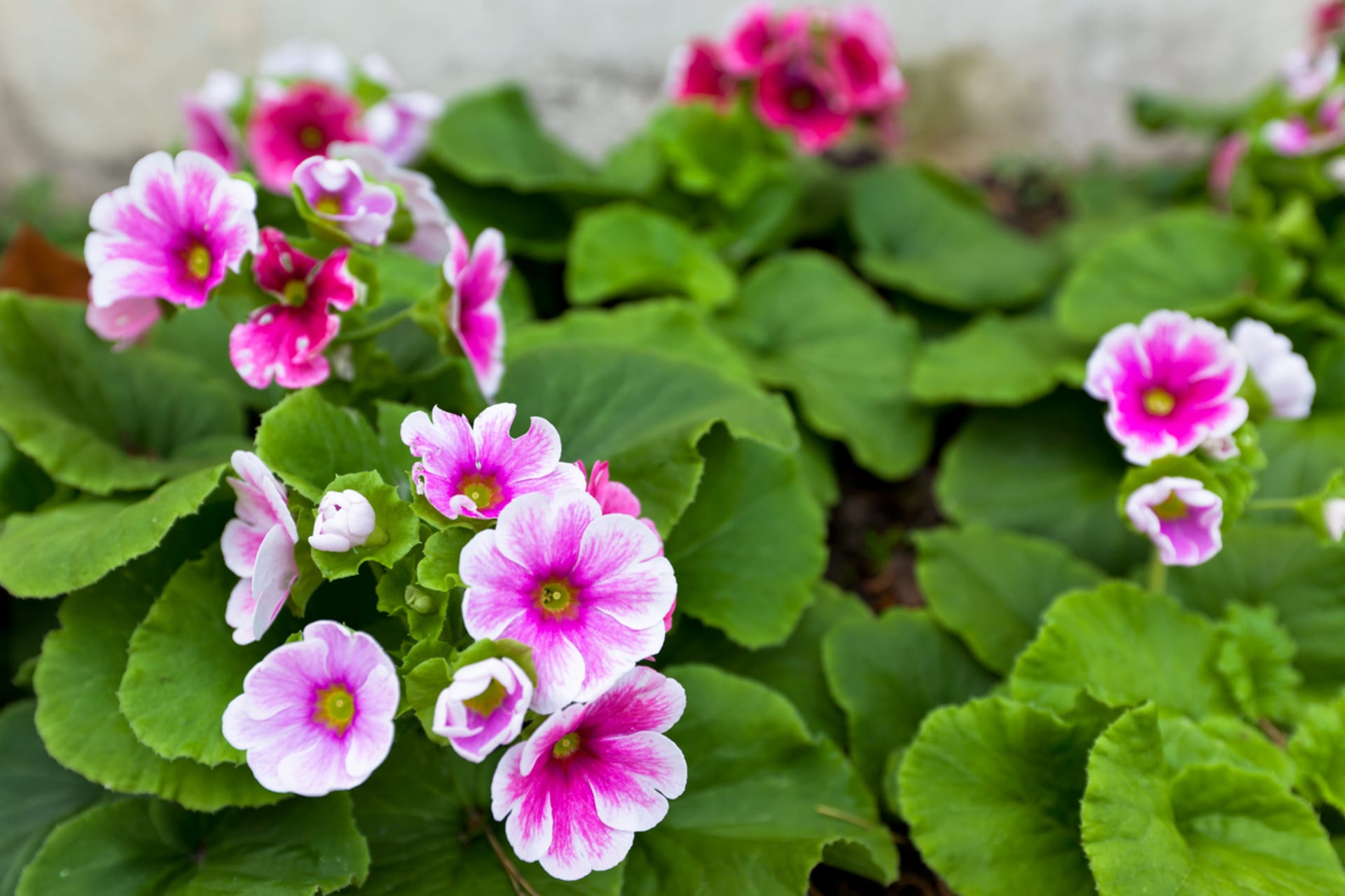 Pierwiosnek obconica (Primula obconica)