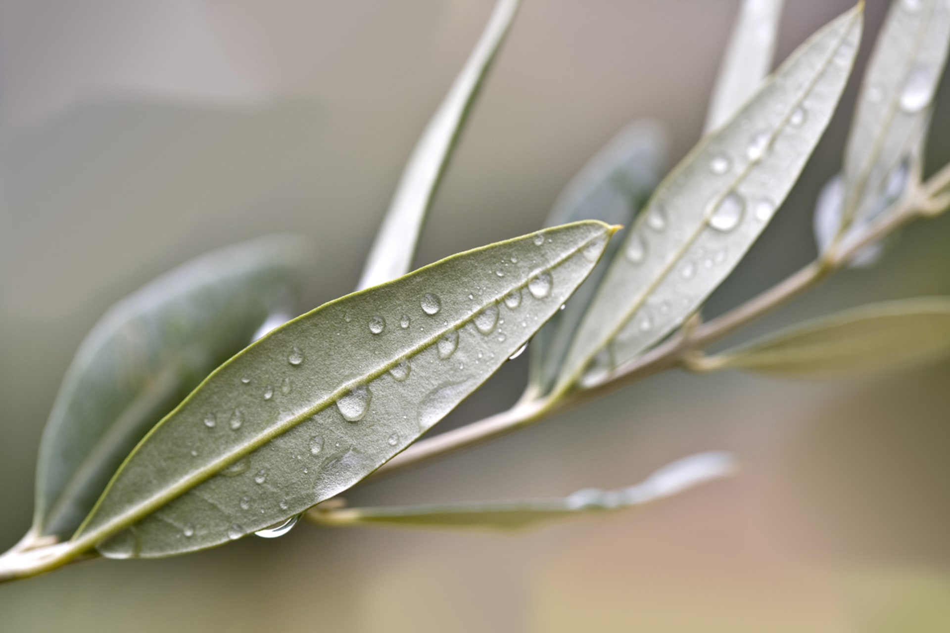 Europejskie drzewo oliwne (Olea europaea) 2