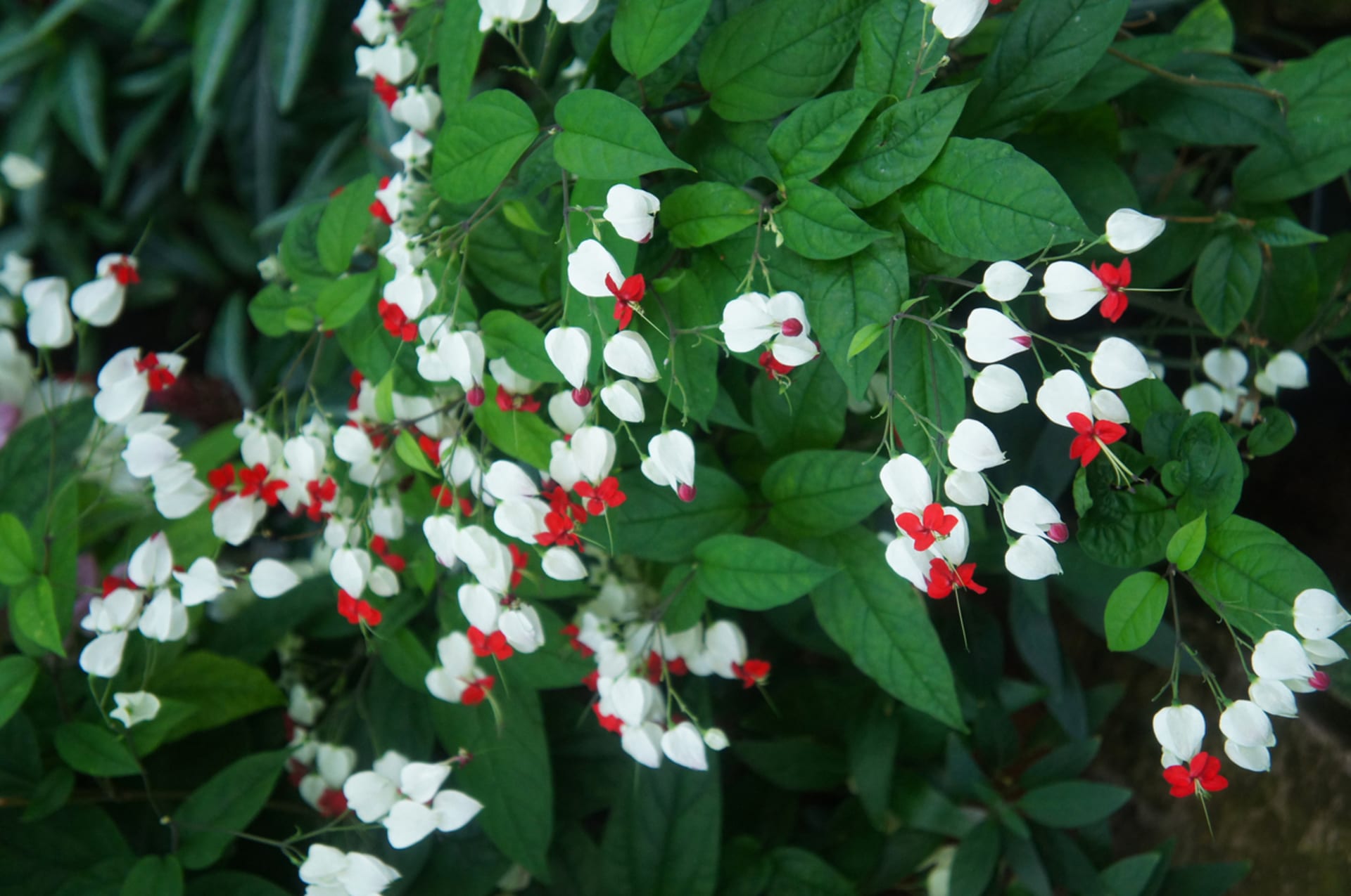 Clerodendrum thomsoniae (Clerodendrum thomsoniae)