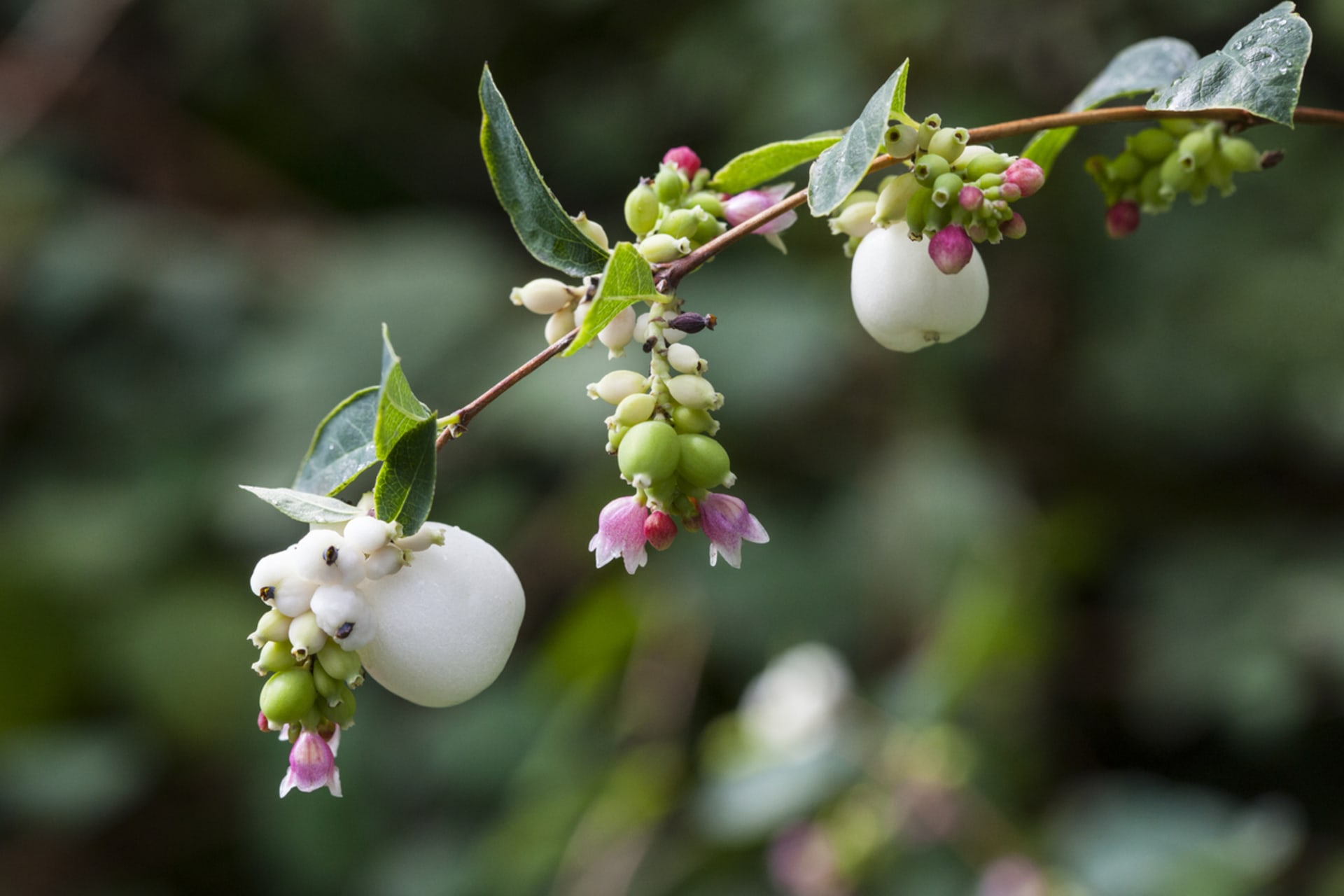 Symphoricarpos (Symphoricarpos)