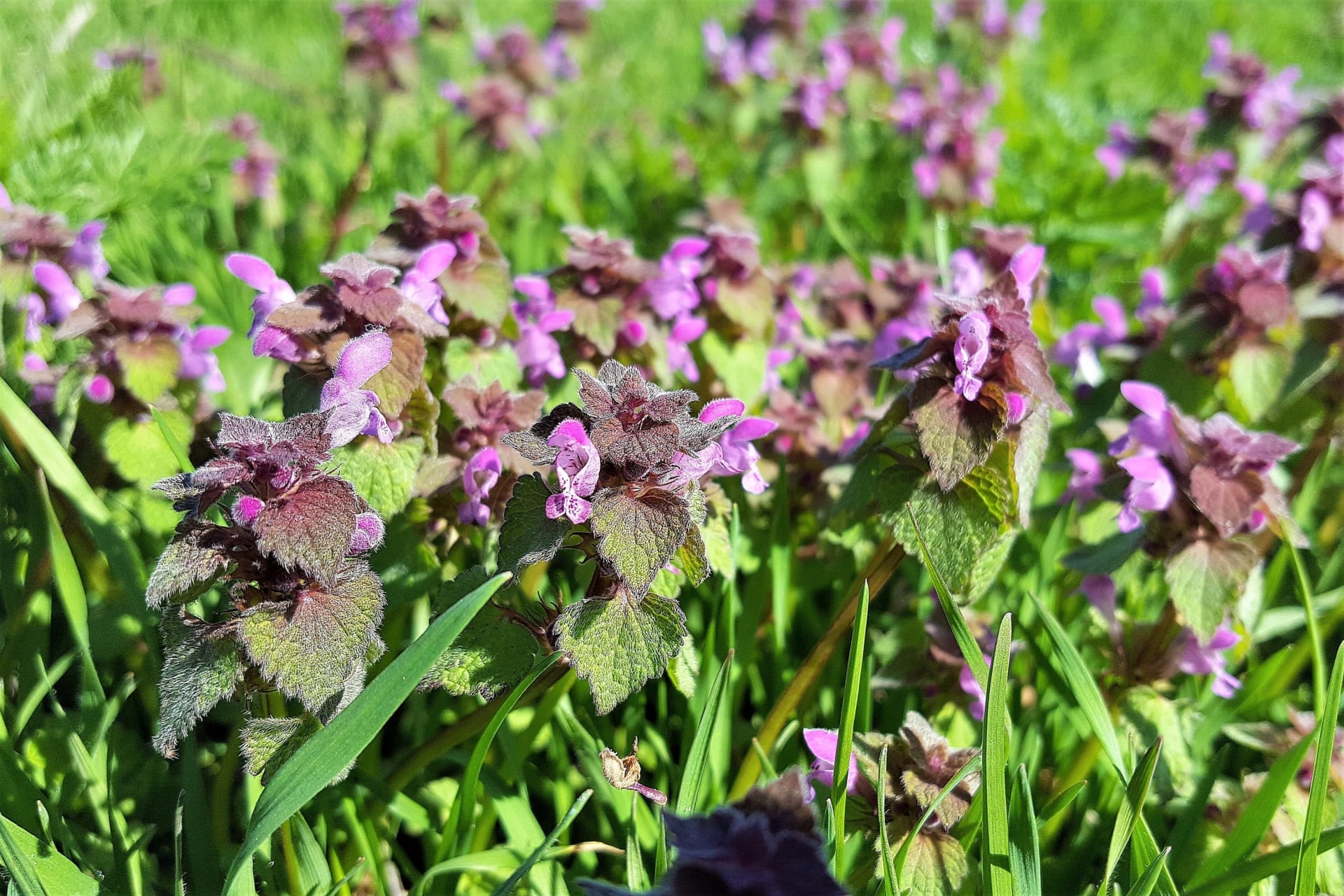 Lamium purpureum (Lamium purpureum), charakterystyczna fioletowofioletowa roślina przypominająca pokrzywę, dorasta do wysokości około 30 cm. 