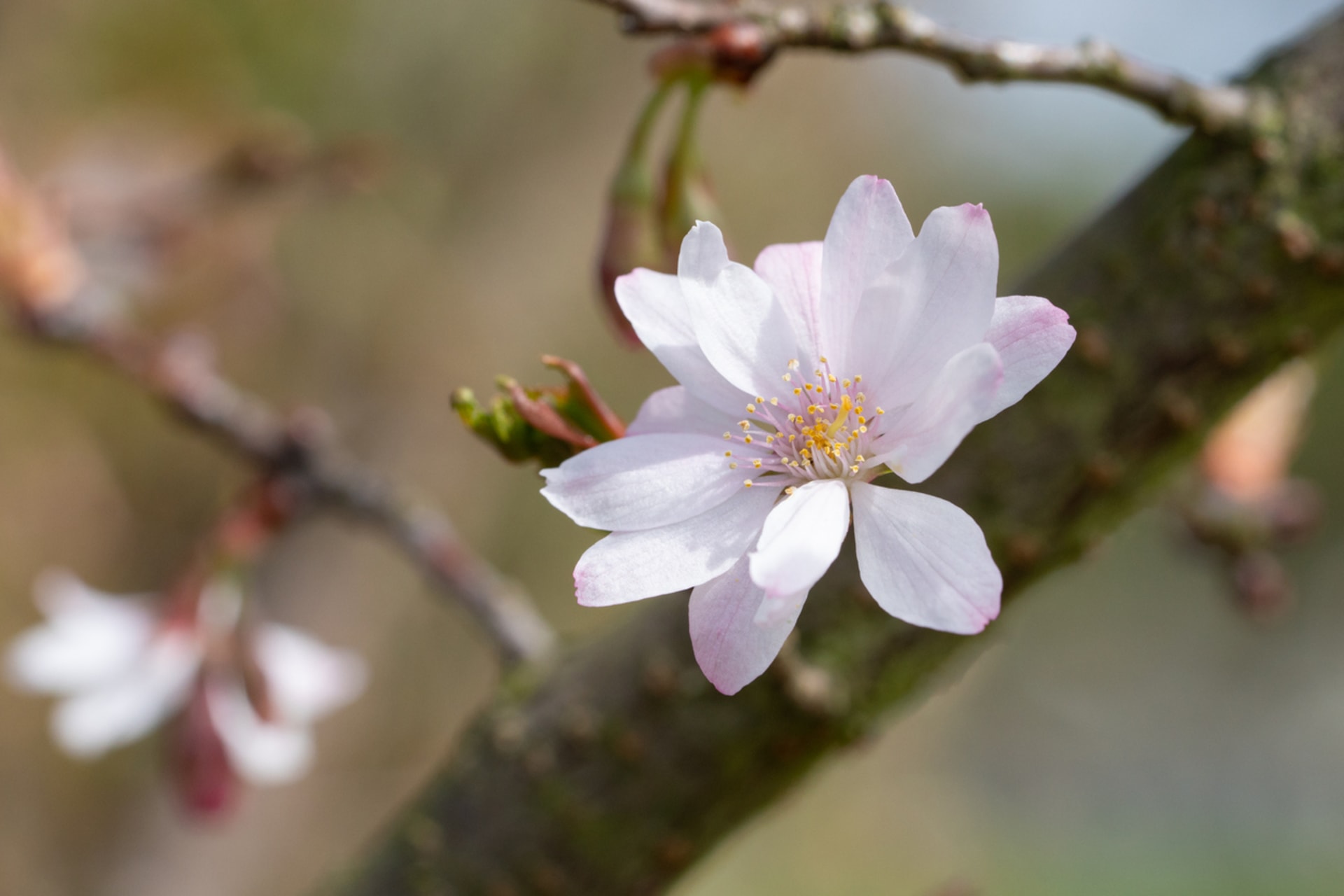 Prunus subhirtella (Prunus subhirtella)