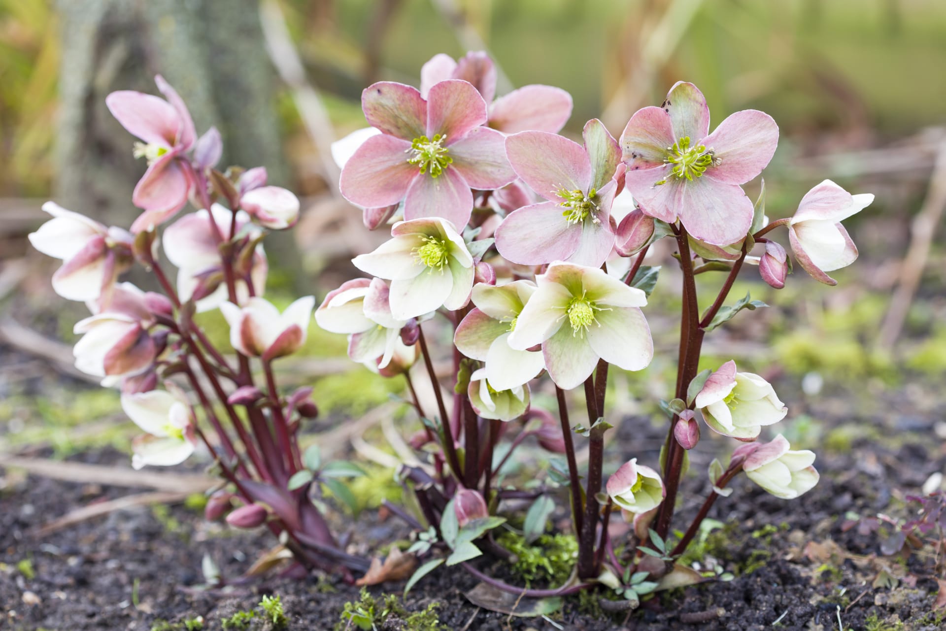 Ciemiernik czarny, Helleborus niger