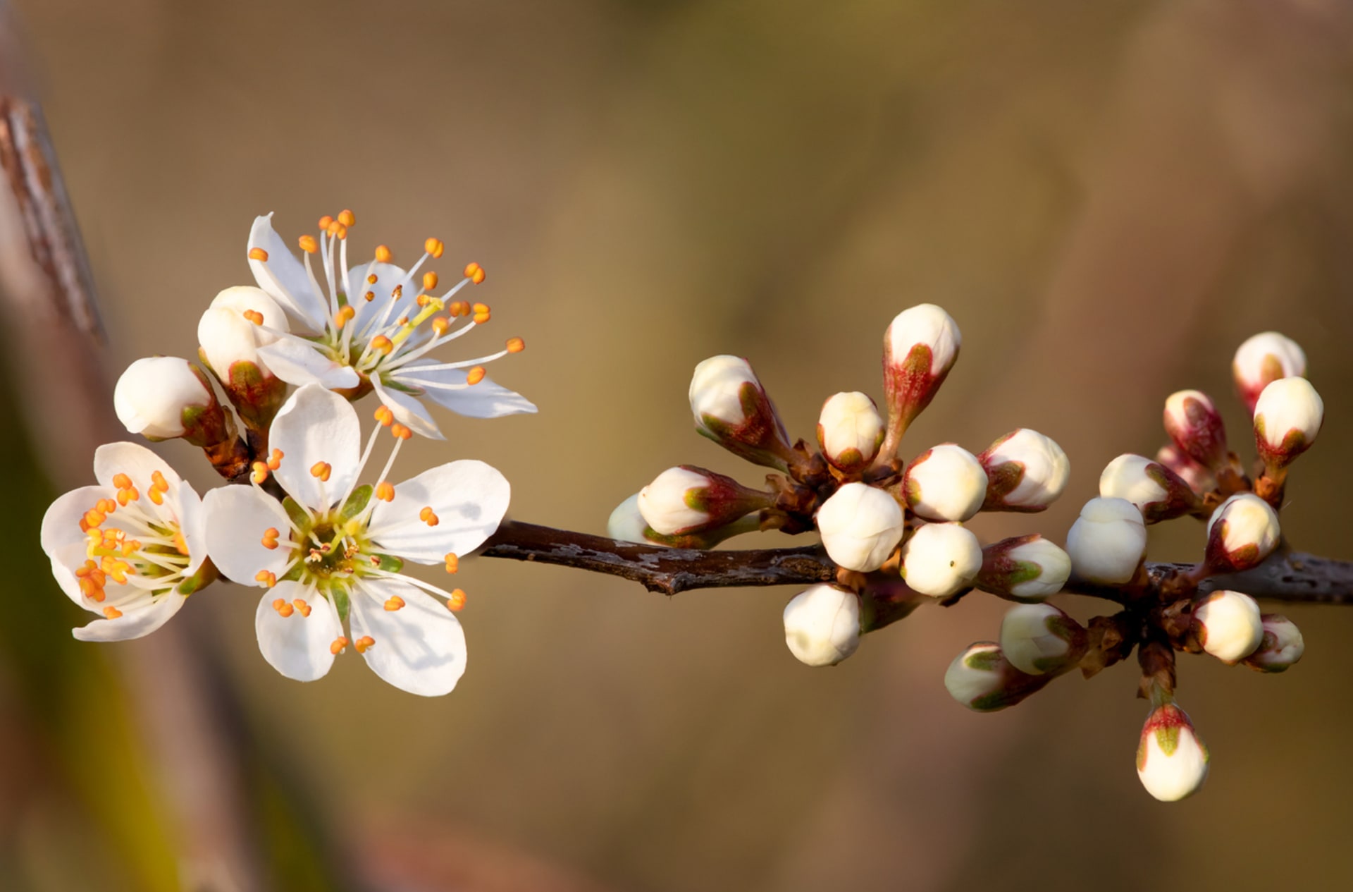 Tarnina (Prunus Spinoza)