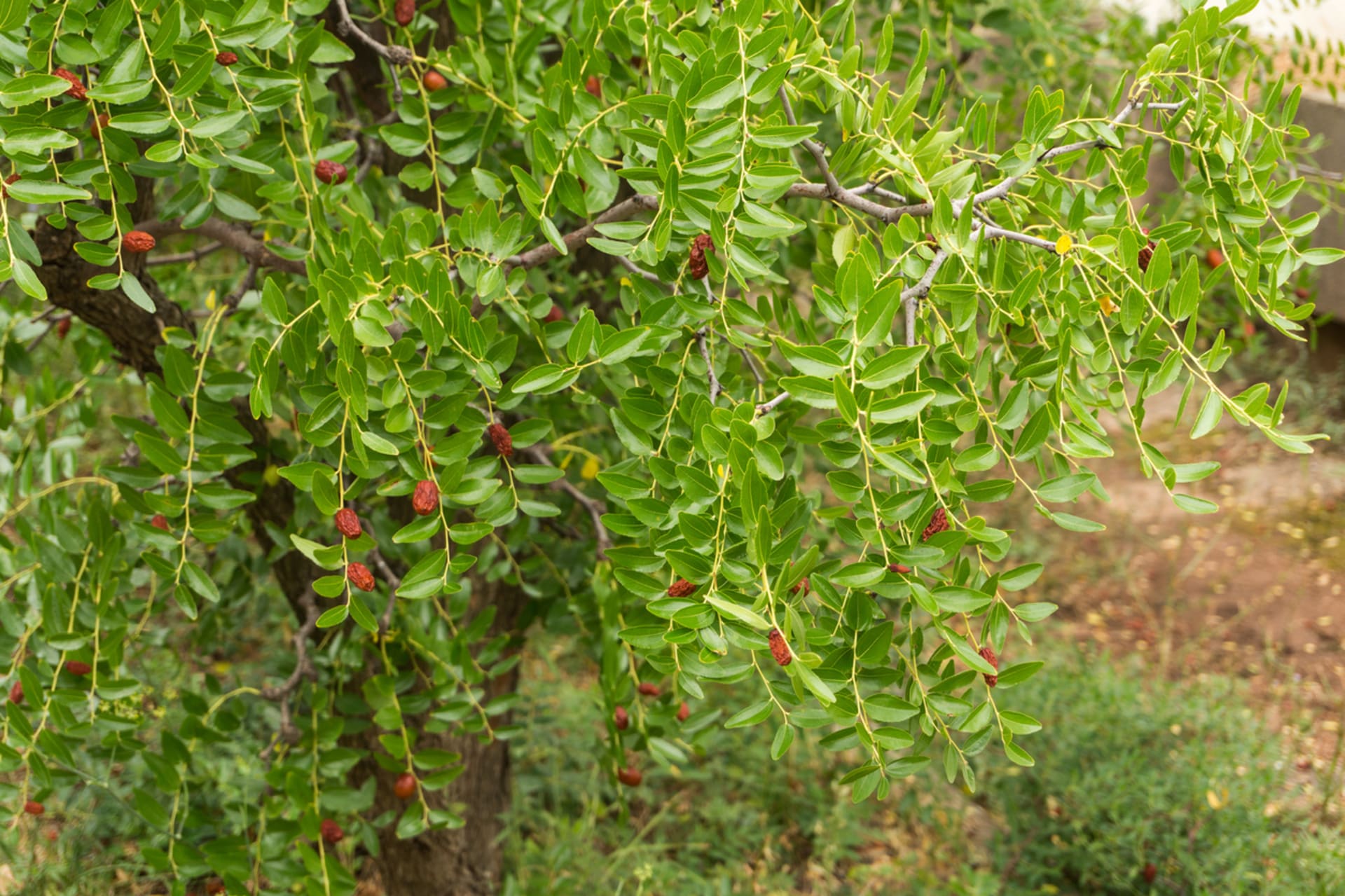 Jujuba chińska (Ziziphus jujuba) 1