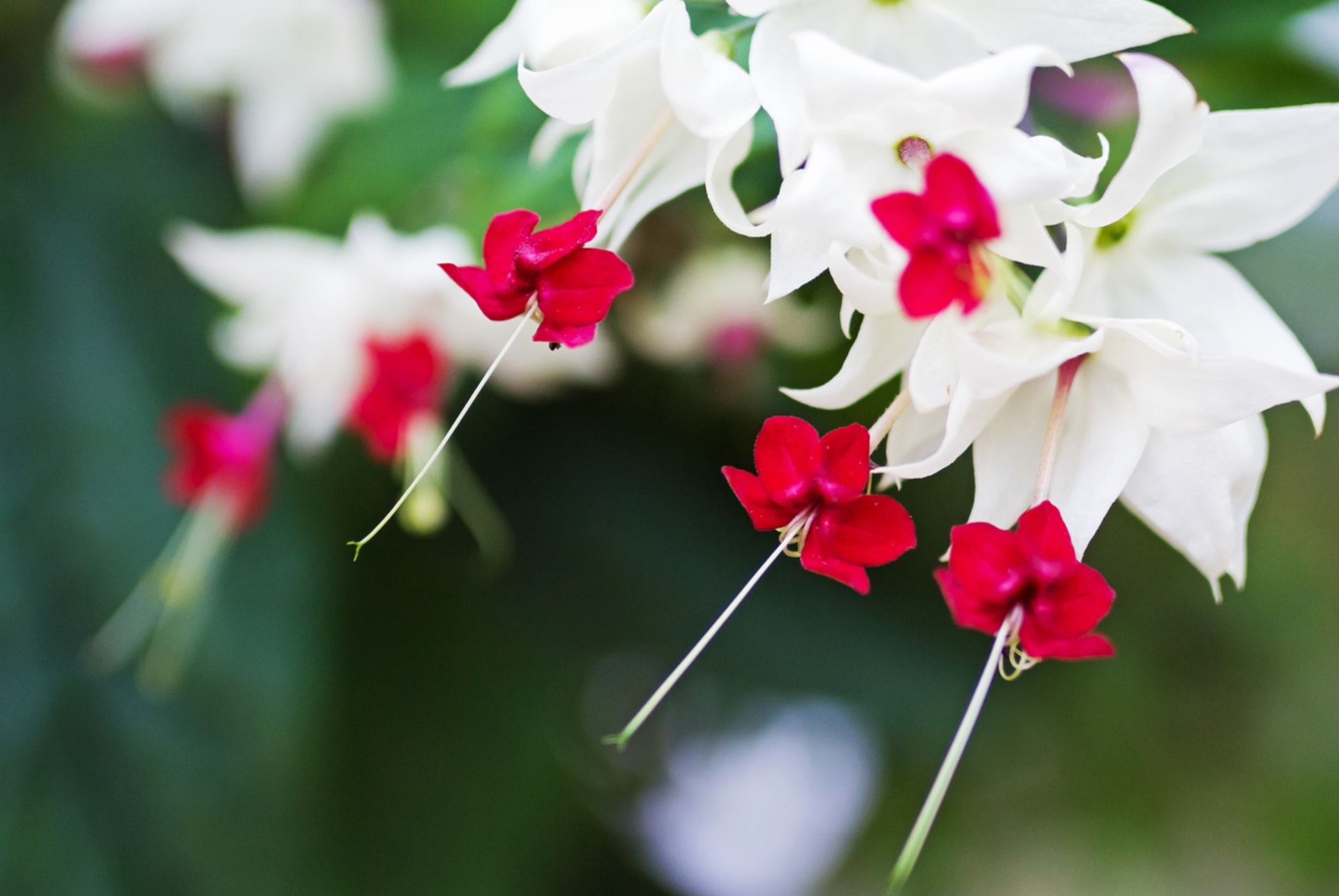 Clerodendrum thomsoniae (Clerodendrum thomsoniae)