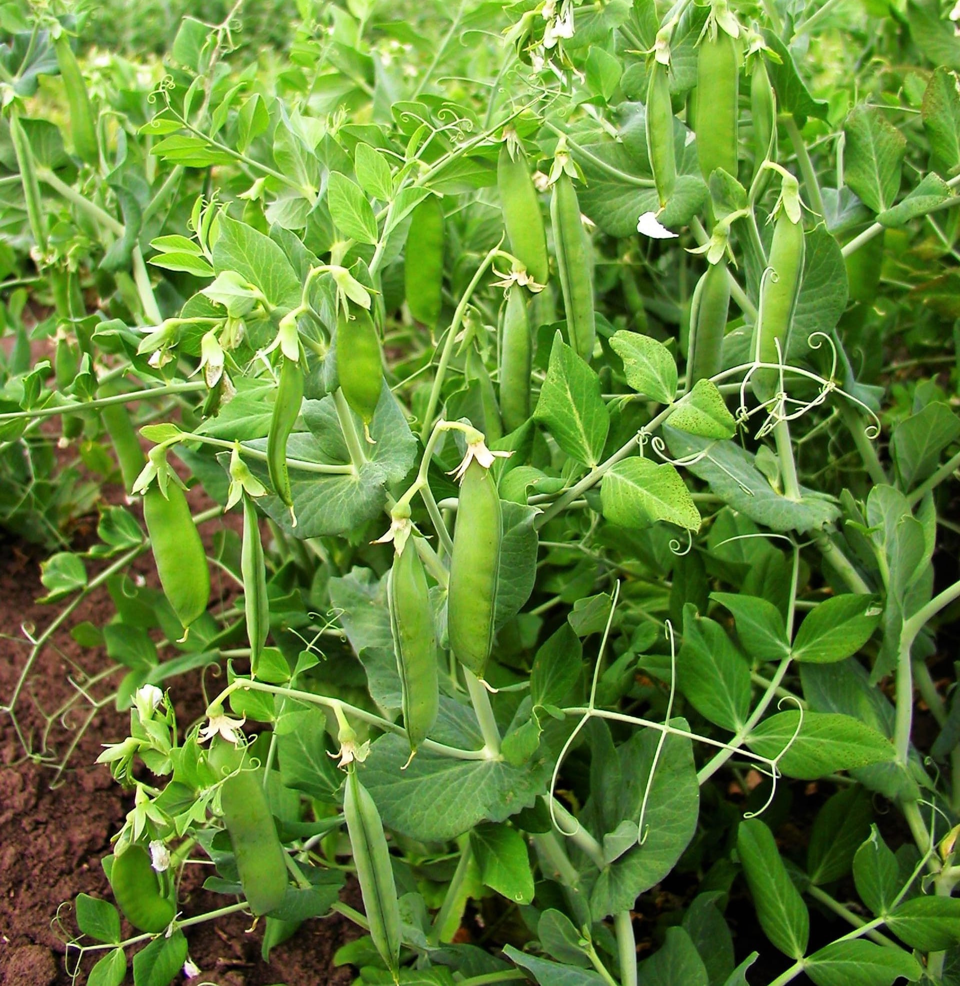 Naturalną obroną przed chorobami korzeni (Fusarium) powodującymi więdnięcie grochu jest płodozmian, a konkretnie oznacza to, że groszek (lub fasolę) możemy wysiewać w to samo miejsce najwcześniej po 3 latach, a jeszcze lepiej po 45 latach.