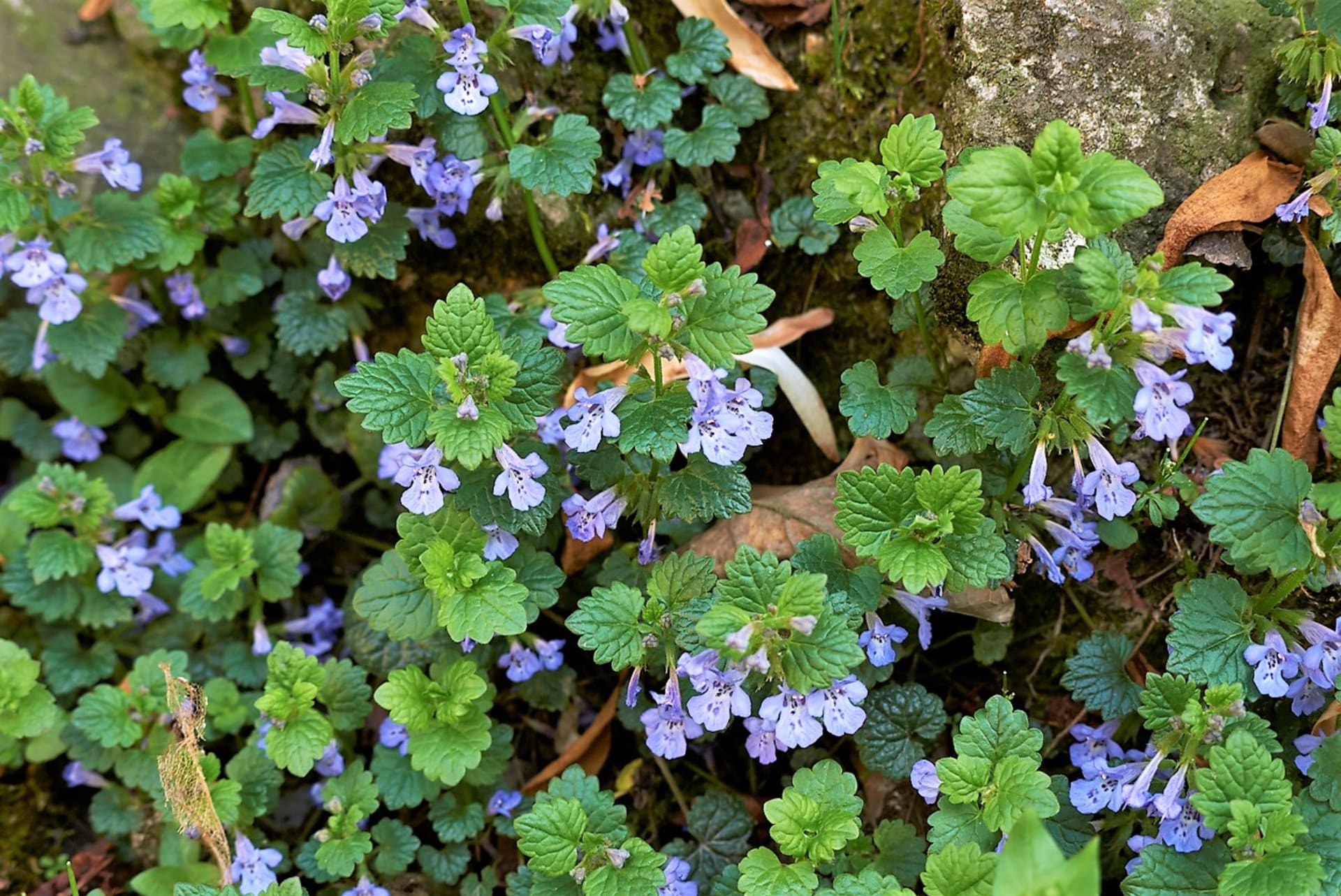 Glechoma hederacea (Glechoma hederacea) to niepozorna, wieloletnia roślina pełzająca o małych niebieskofioletowych kwiatach i sercowatych liściach