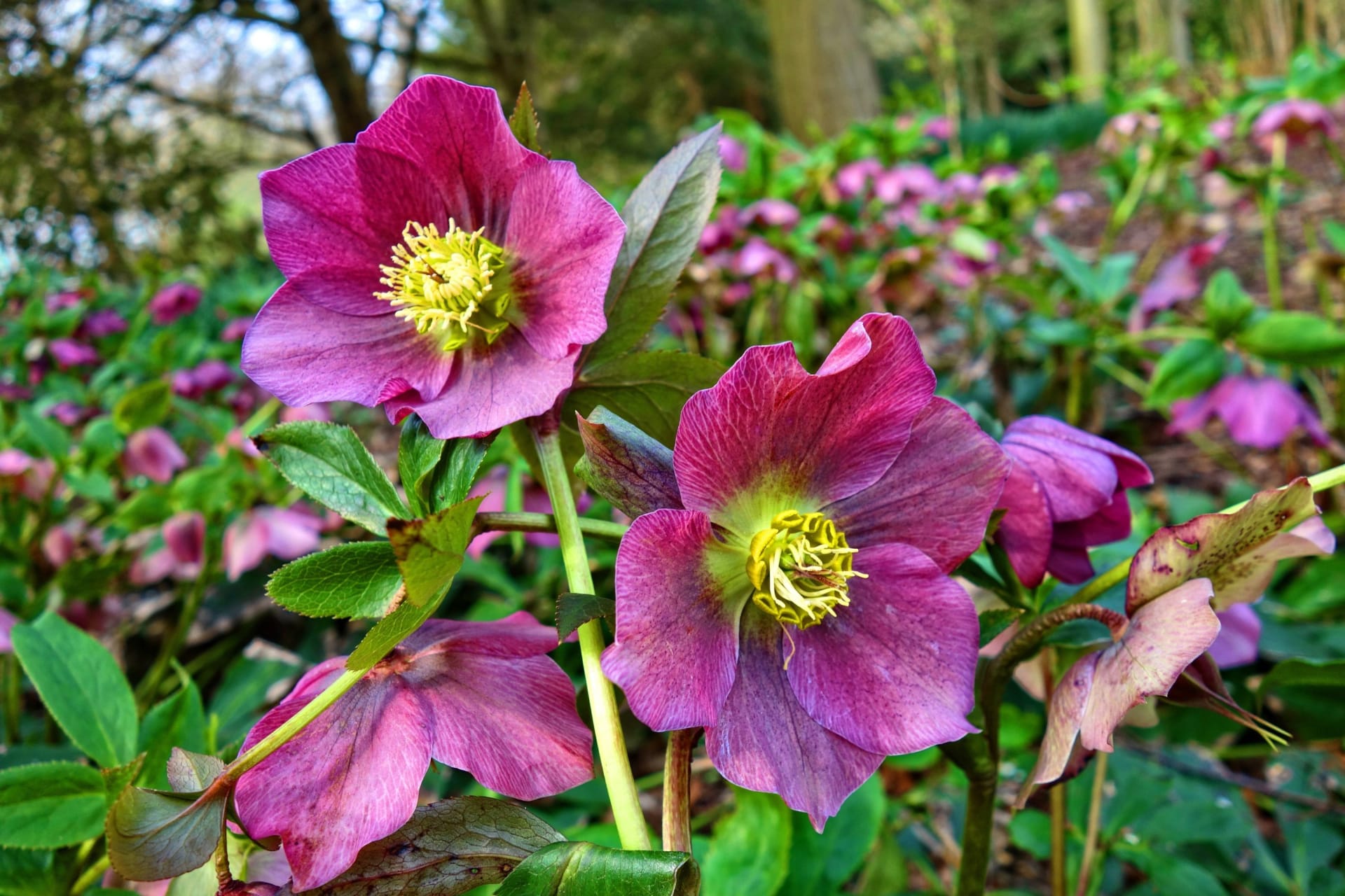 Niedziela na kichanie: Piękny, ale trujący ciemiernik (Helleborus) był niegdyś składnikiem mieszanek ziołowych tabaki. Ponadto, dzięki zawartości wolno działających substancji toksycznych, ciemiernik był bardzo popularnym surowcem dla koników polnych.