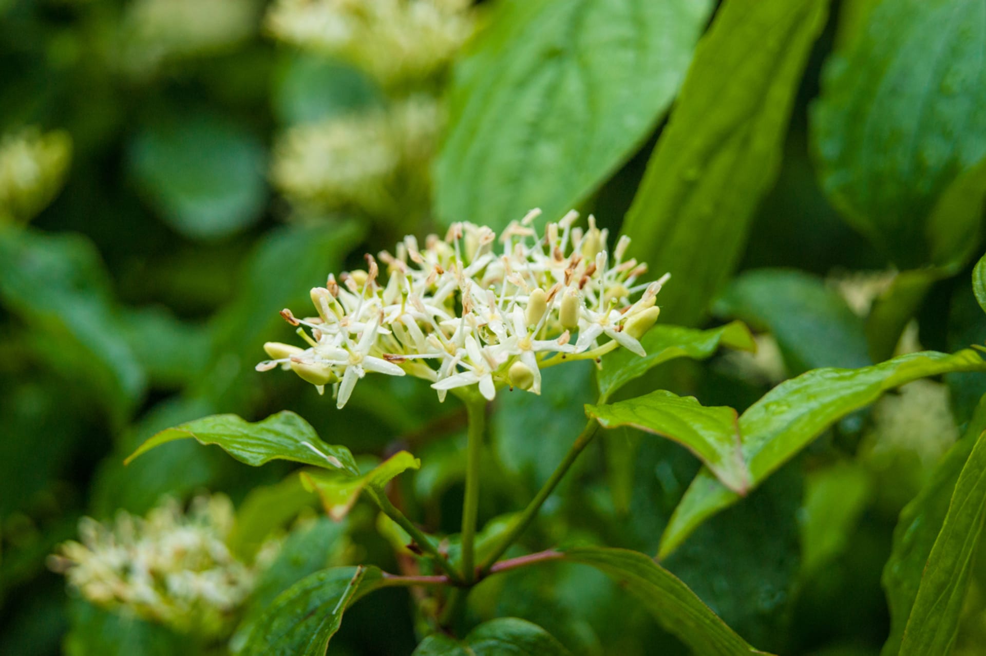 Cornus sanquinea (Cornus sanquinea)