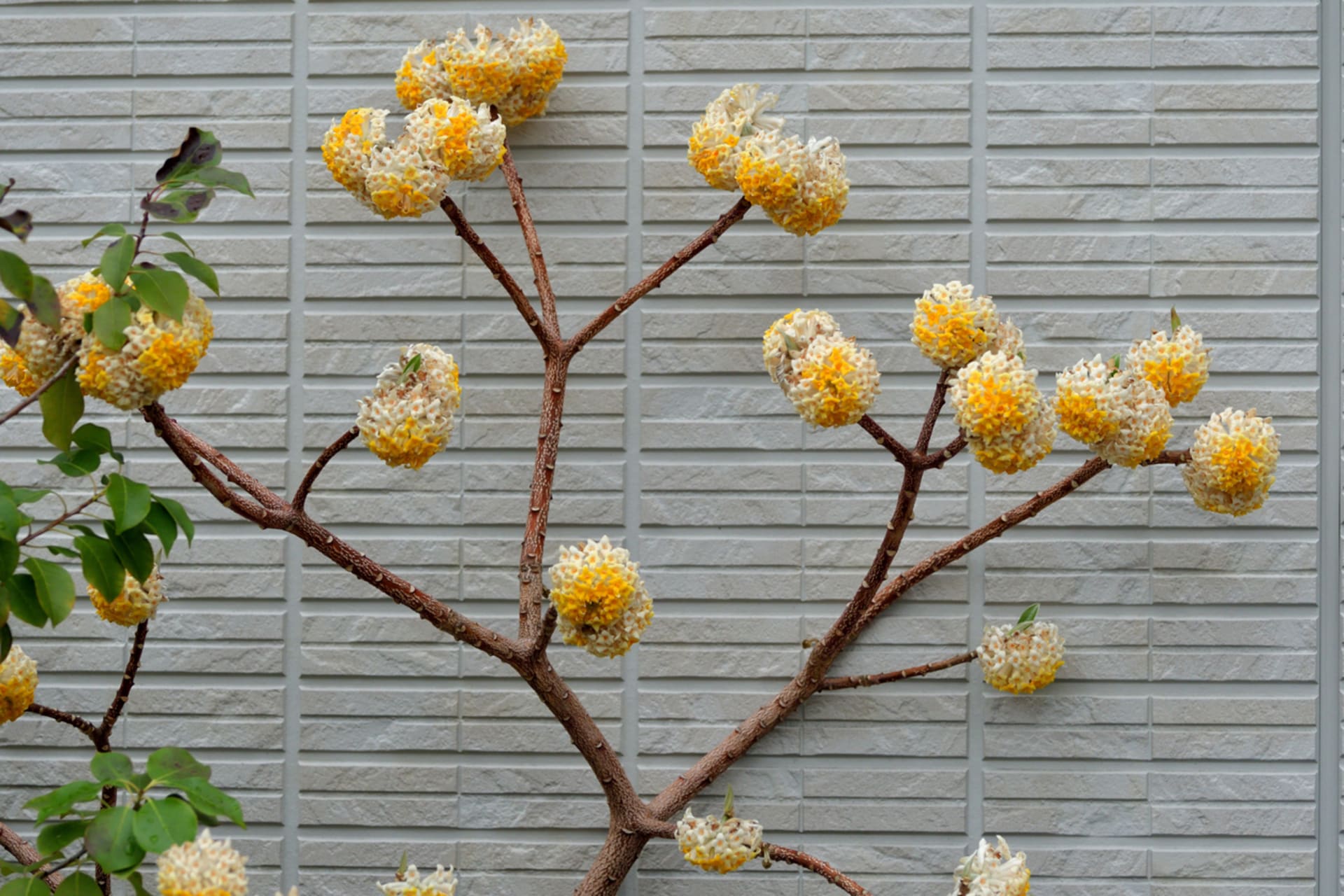 Krzew papierowy (Edgeworthia chrysantha) 