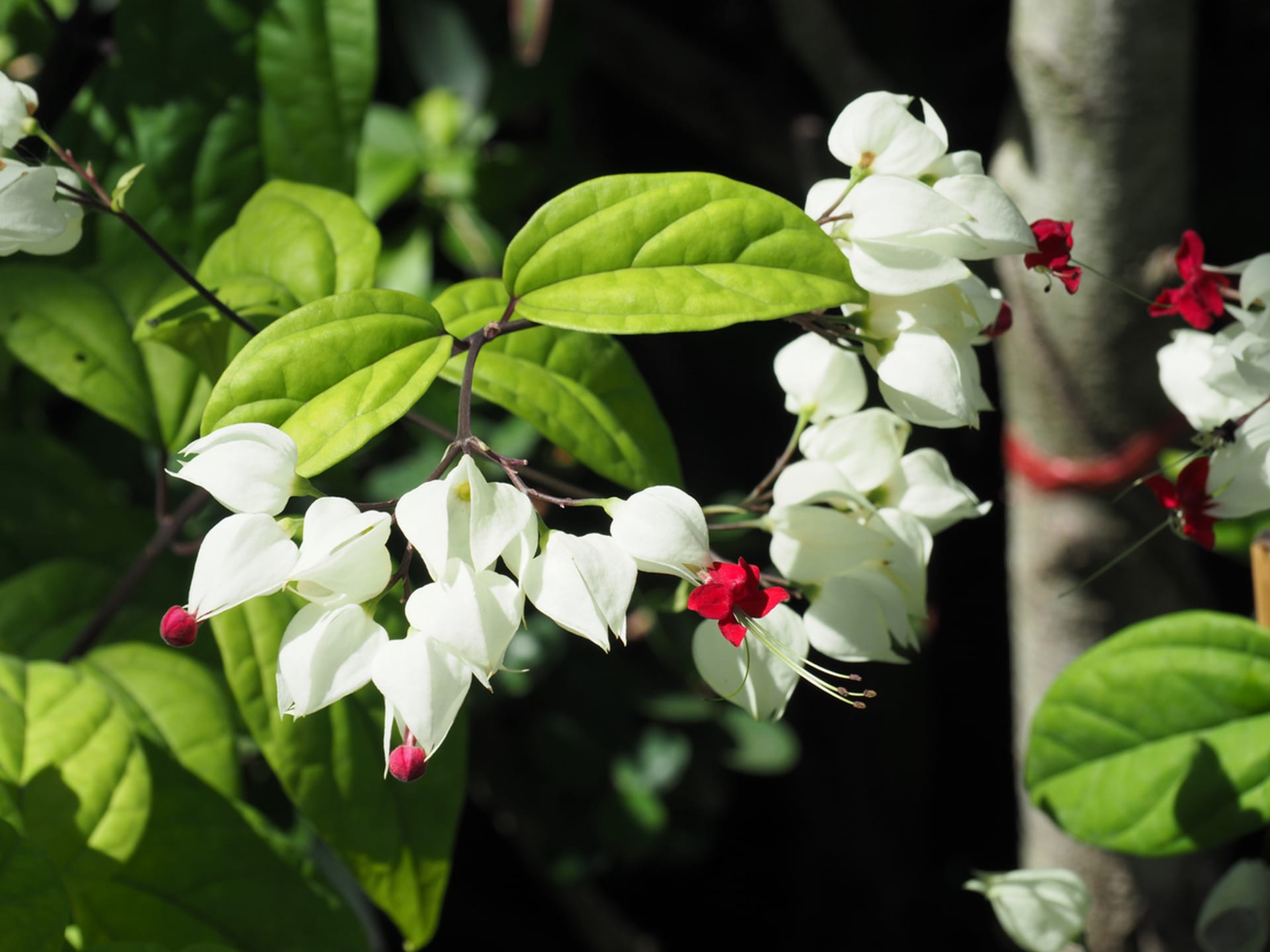 Clerodendrum thomsoniae (Clerodendrum thomsoniae)