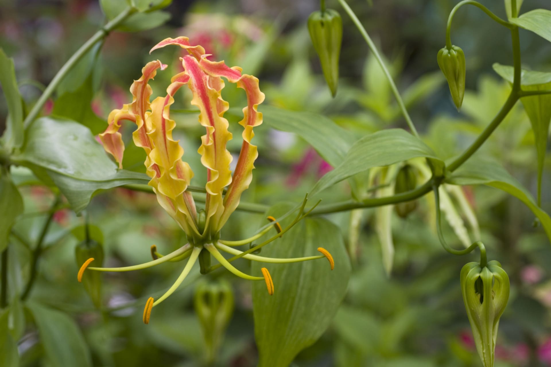 Glorioza (Gloriosa)