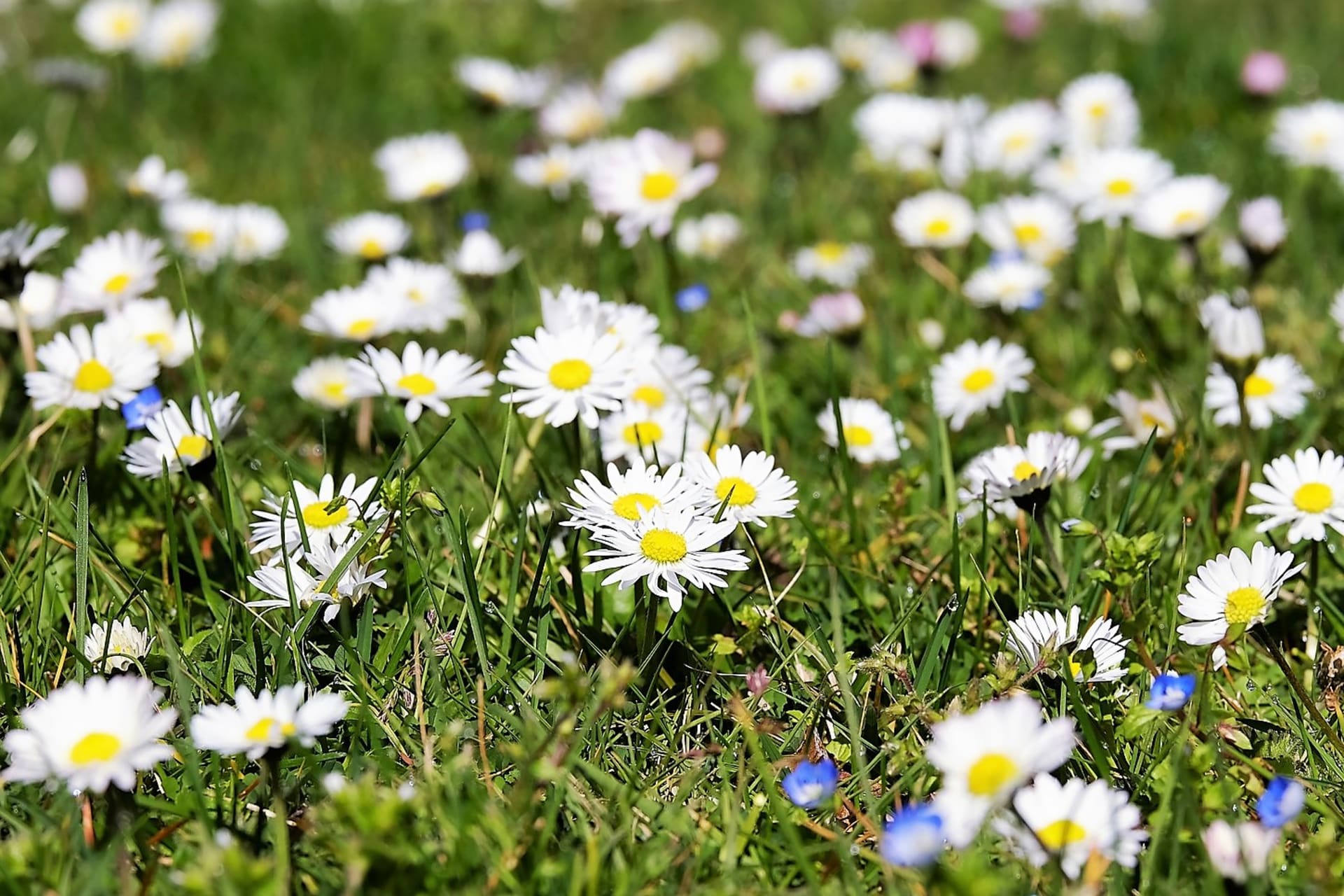 Stokrotka biedy (Bellis perennis), dobrze znana mała roślina wygląda trochę jak malutka stokrotka