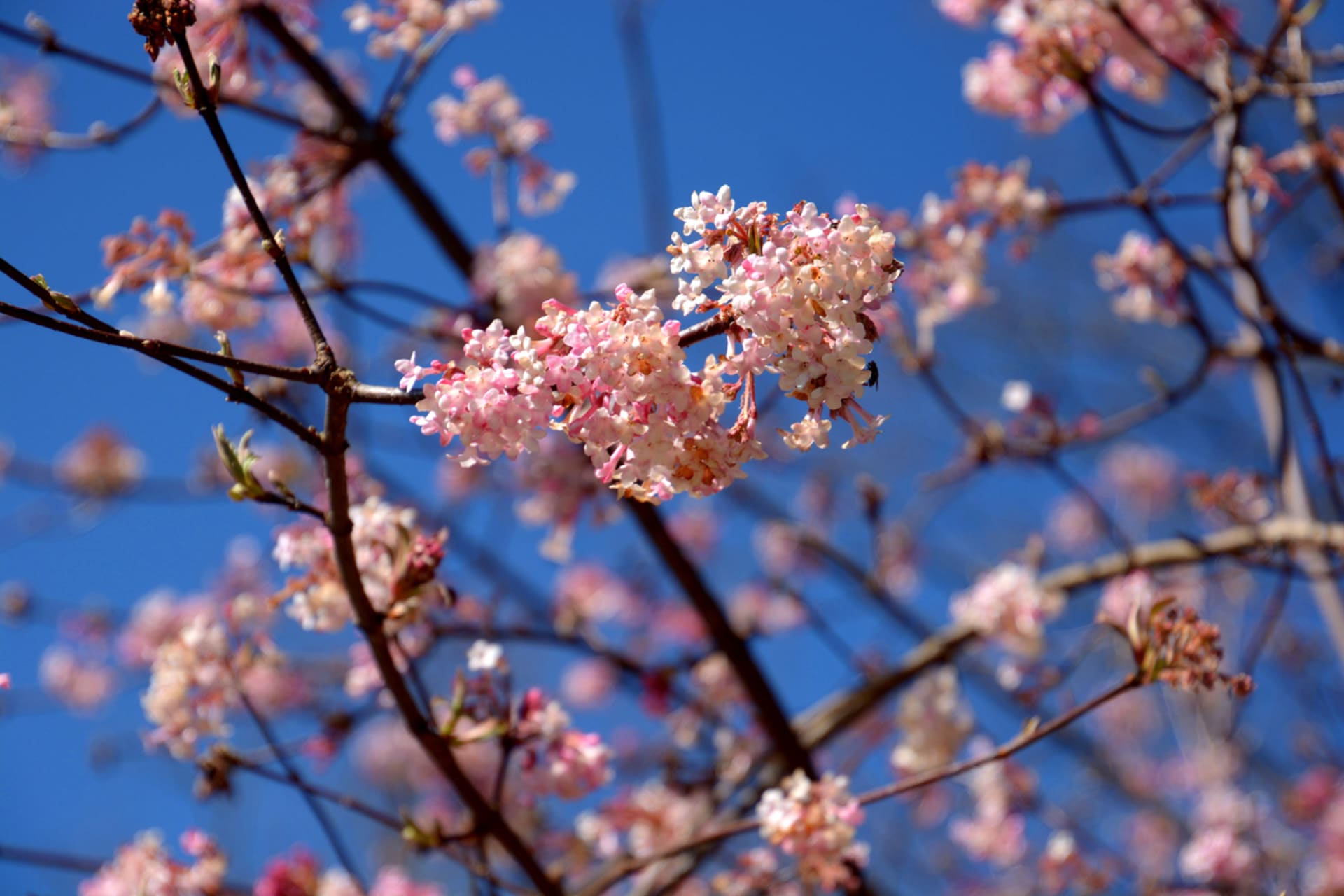 Kalina różowa (Viburnum bodnantense)