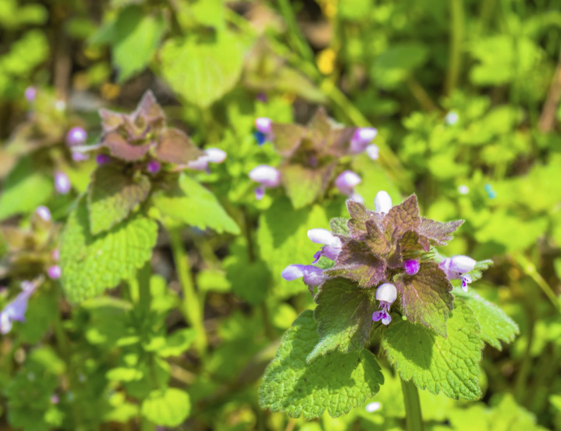   Lamium (Lamium)