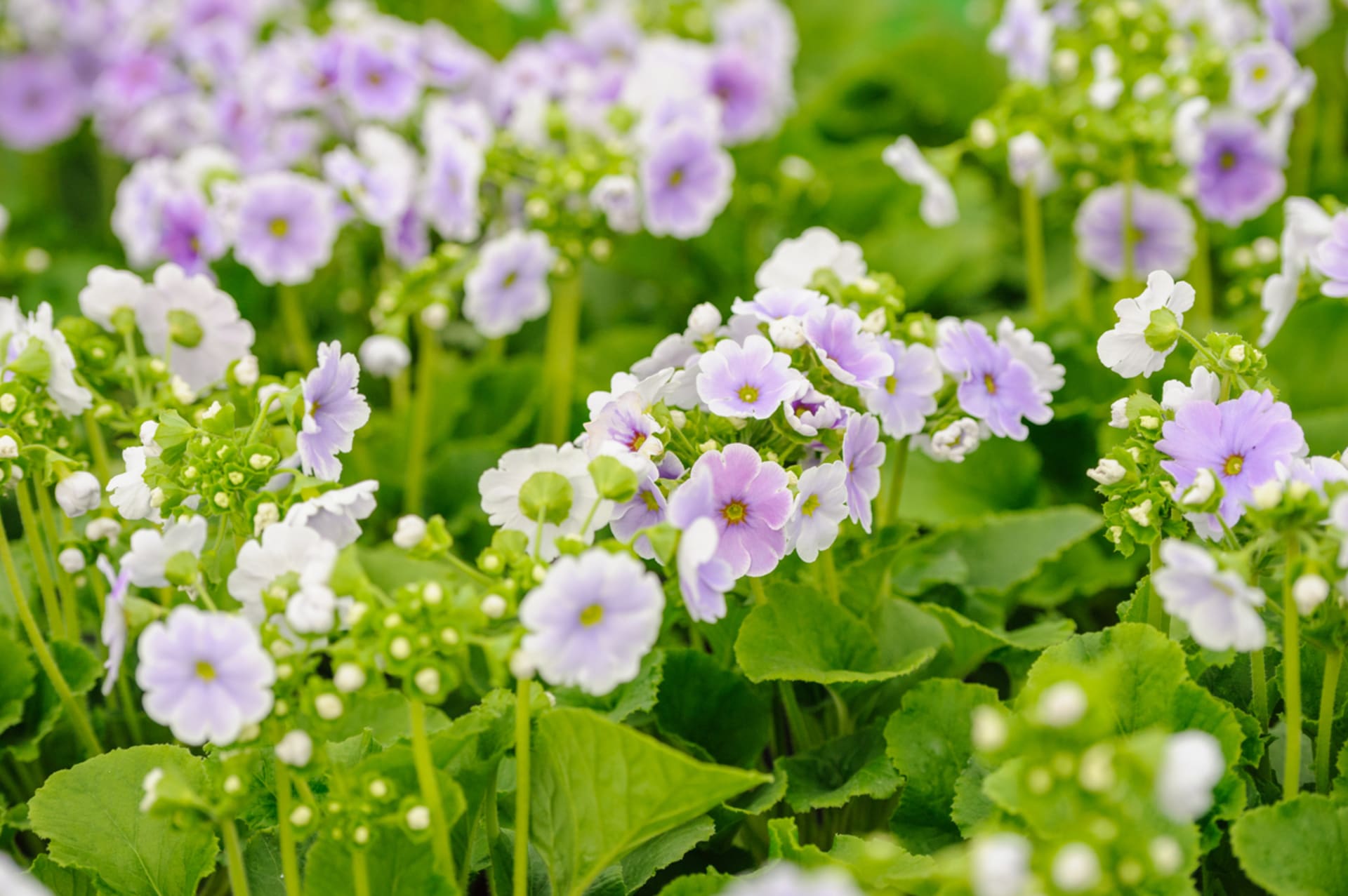 Pierwiosnek obconica (Primula obconica)