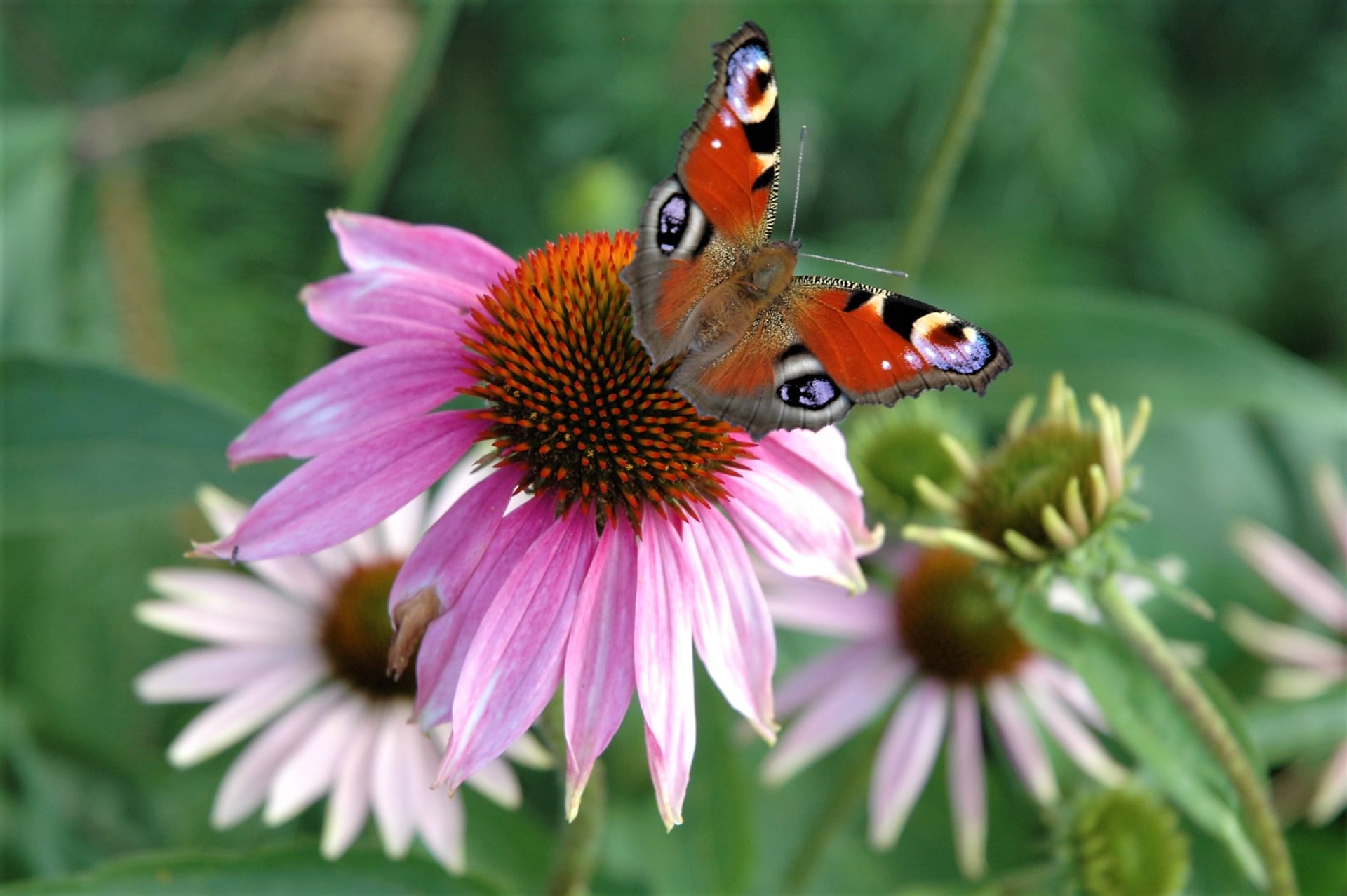 Echinacea (Echinacea purpurea), zwana także jeżówką purpurową, to piękny kwiat, który latem zdobi ogrody i balkony, ale przede wszystkim jest uznanym ziołem leczniczym