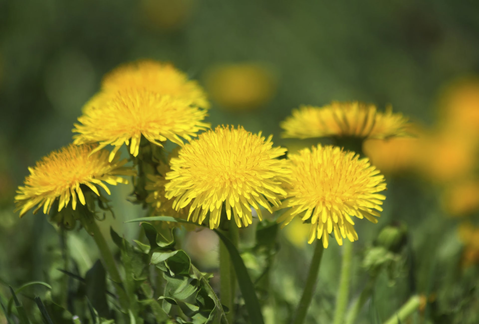   Mniszek lekarski (Taraxacum officinale)