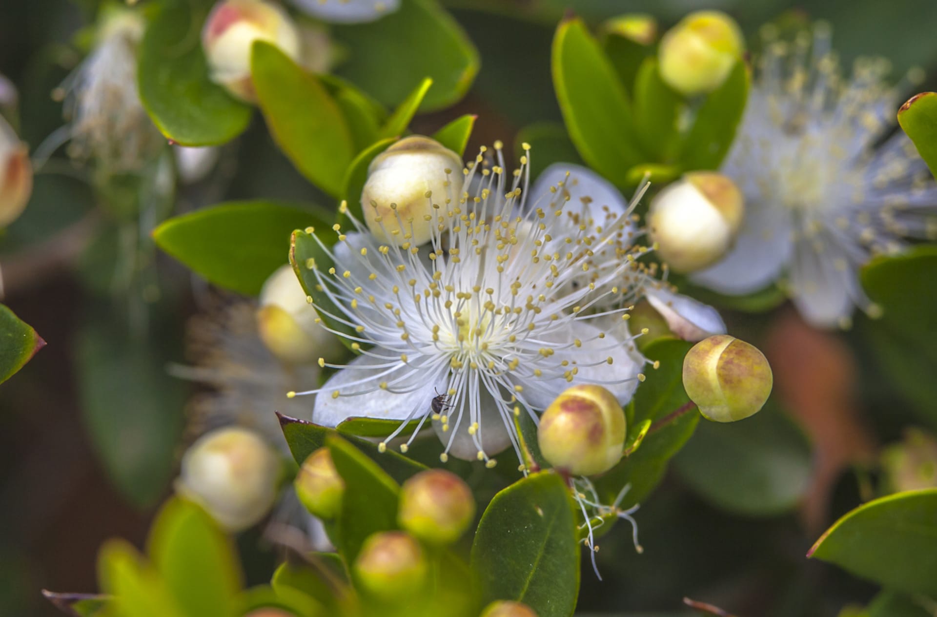 Mirt pospolity (Myrtus communis) 2