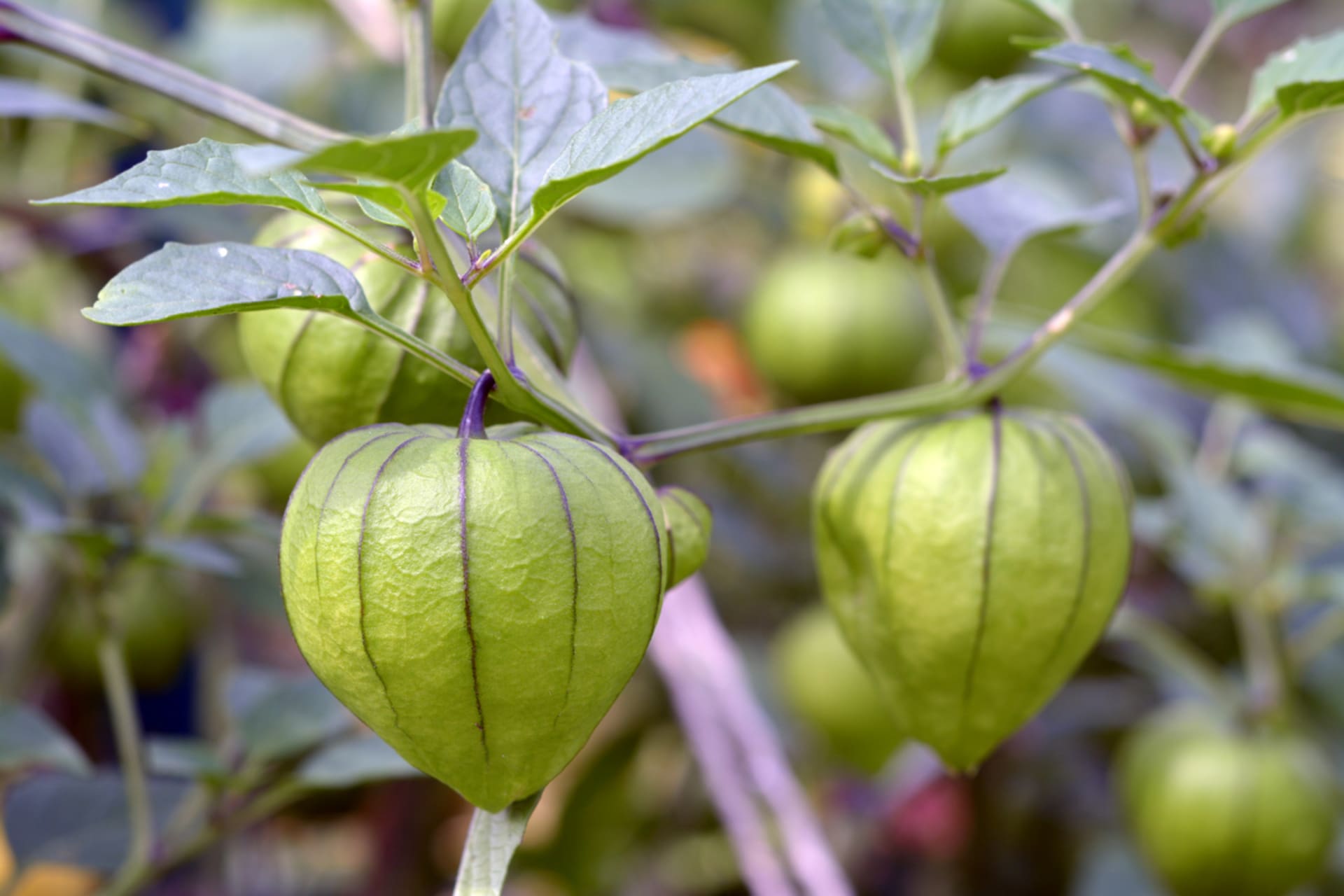 Physalis ixocarpa (Physalis ixocarpa) 2