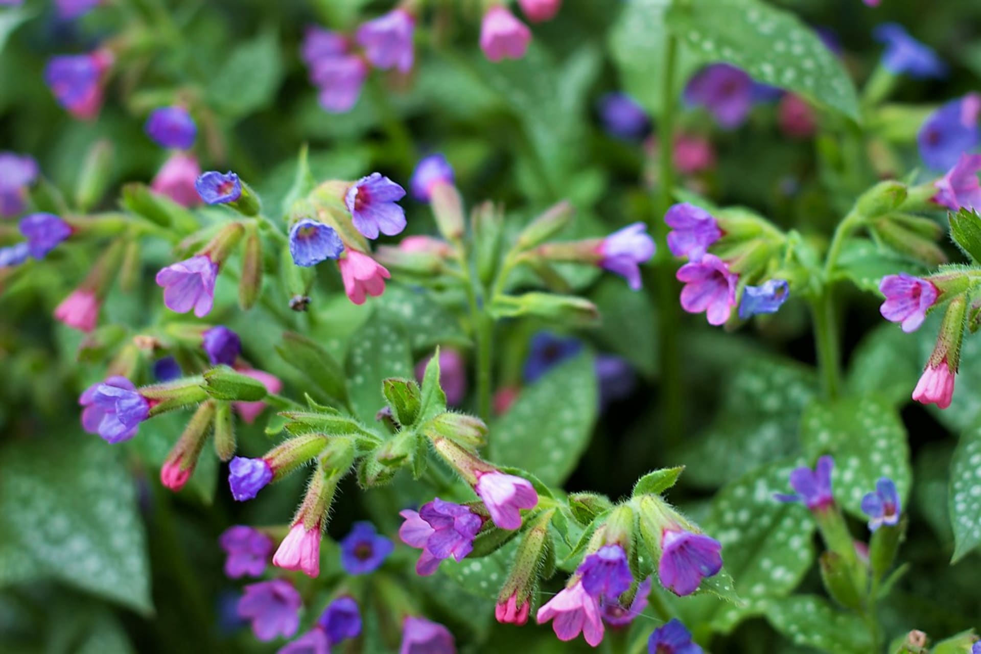 Mięczak lekarski (Pulmonaria officinalis) to urocza, mniejsza roślina dorastająca do wysokości około 25 cm