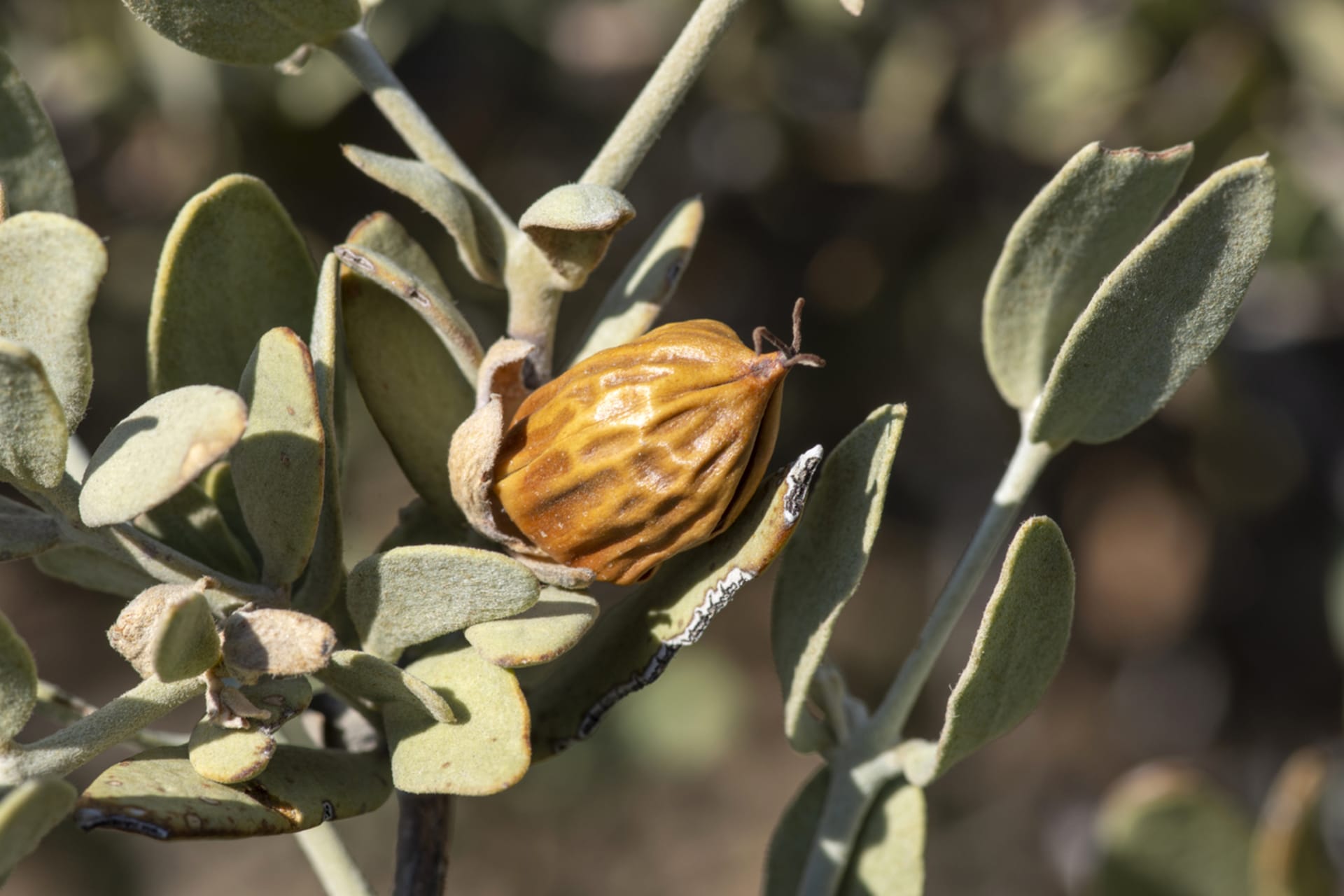 Jujuba chińska (Ziziphus jujuba) 6