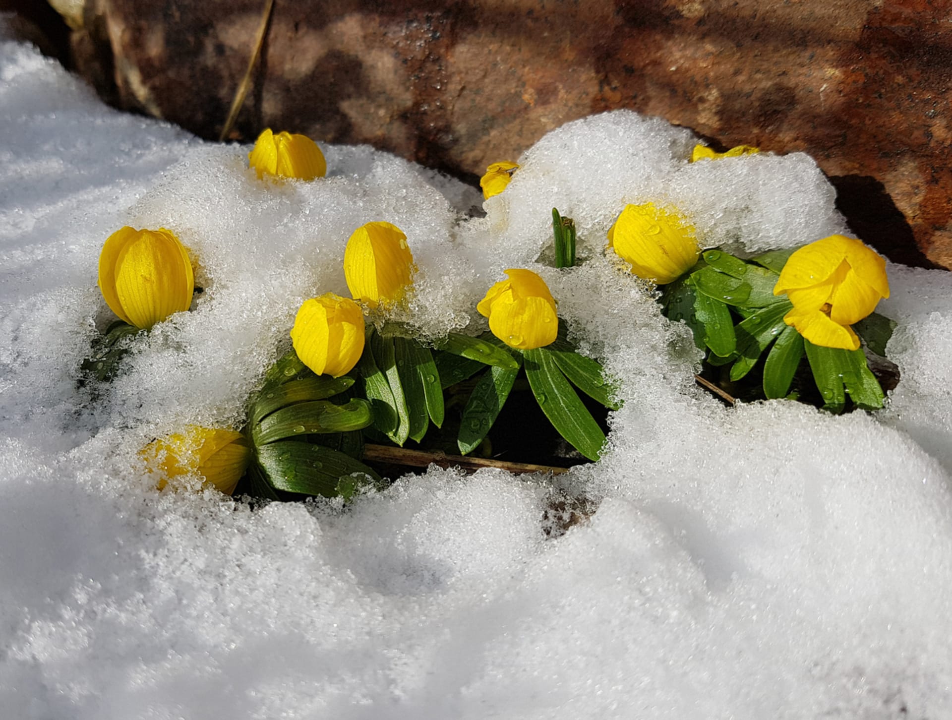 Eranthis hyemalis (Eranthis hyemalis)