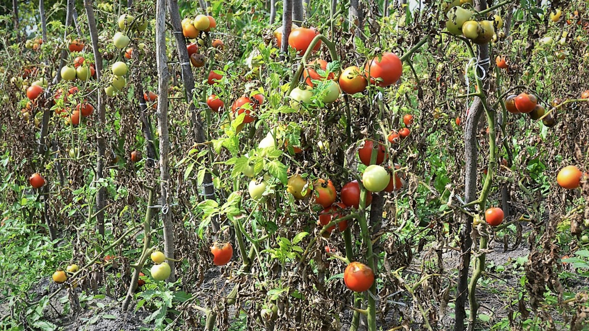 Zaraza pomidorowa lub Zaraza ziemniaczana pomidorów (Phytophtora infestans), powszechna zaraza ziemniaczana, to jedna z najgroźniejszych i najpoważniejszych chorób pomidorów, która rozprzestrzenia się latem i może zdziesiątkować całe plony. Atakuje liście, łodygi i owoce pomidorów.