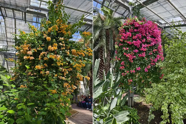 Flora Ołomuniec 2024 zaprasza na Galaktykę Kwiatów, wystawę bonsai i wizytę w szklarniach