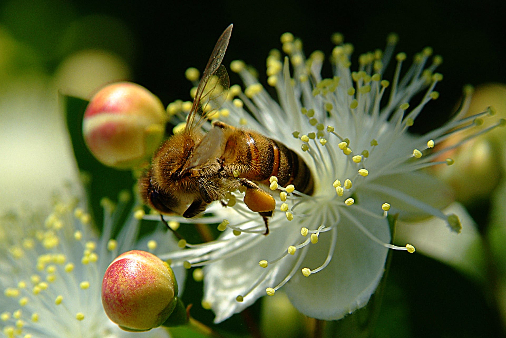 Mirt pospolity (Myrtus communis) 4