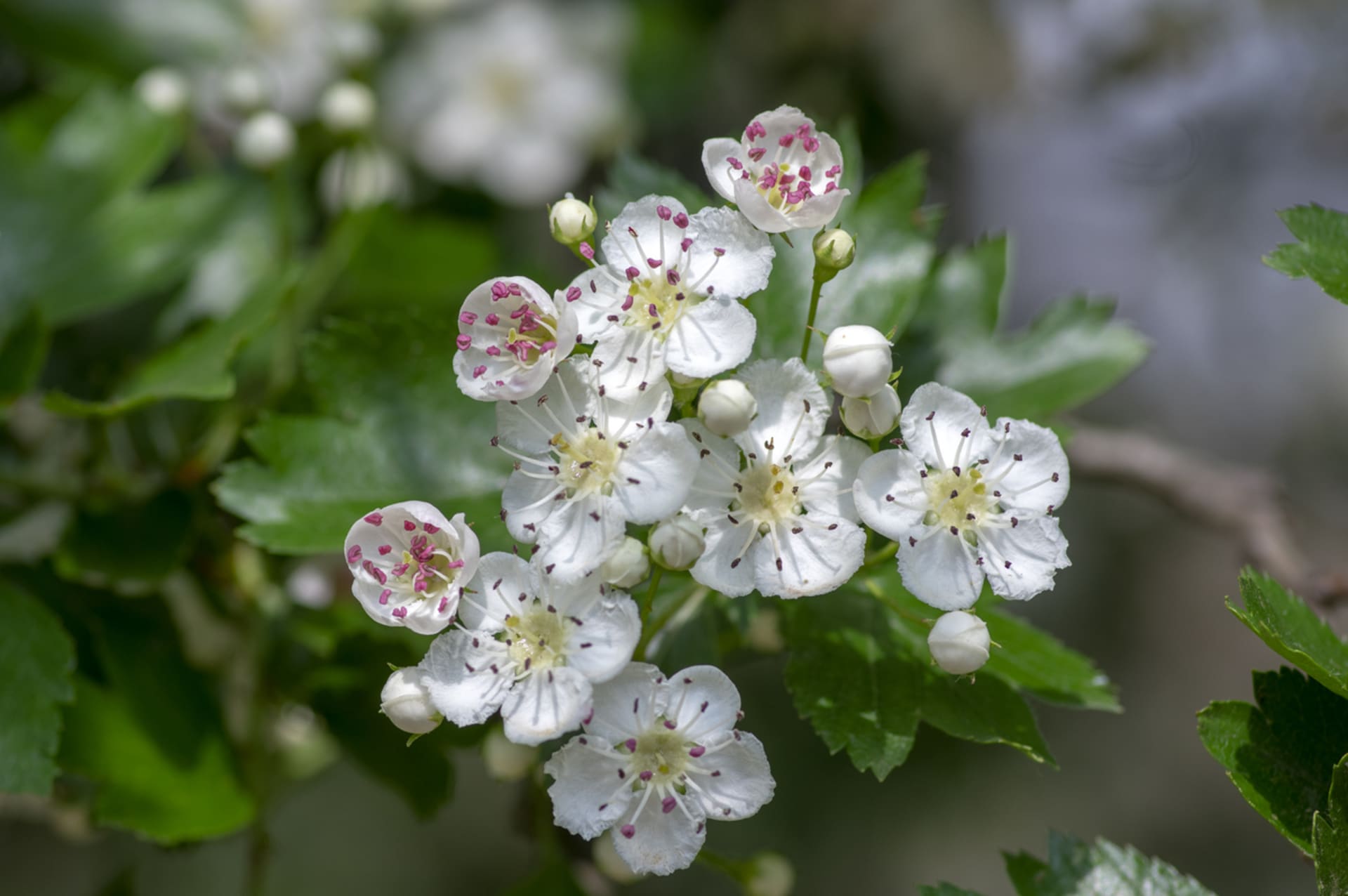 Głóg (Crataegus laevigata)