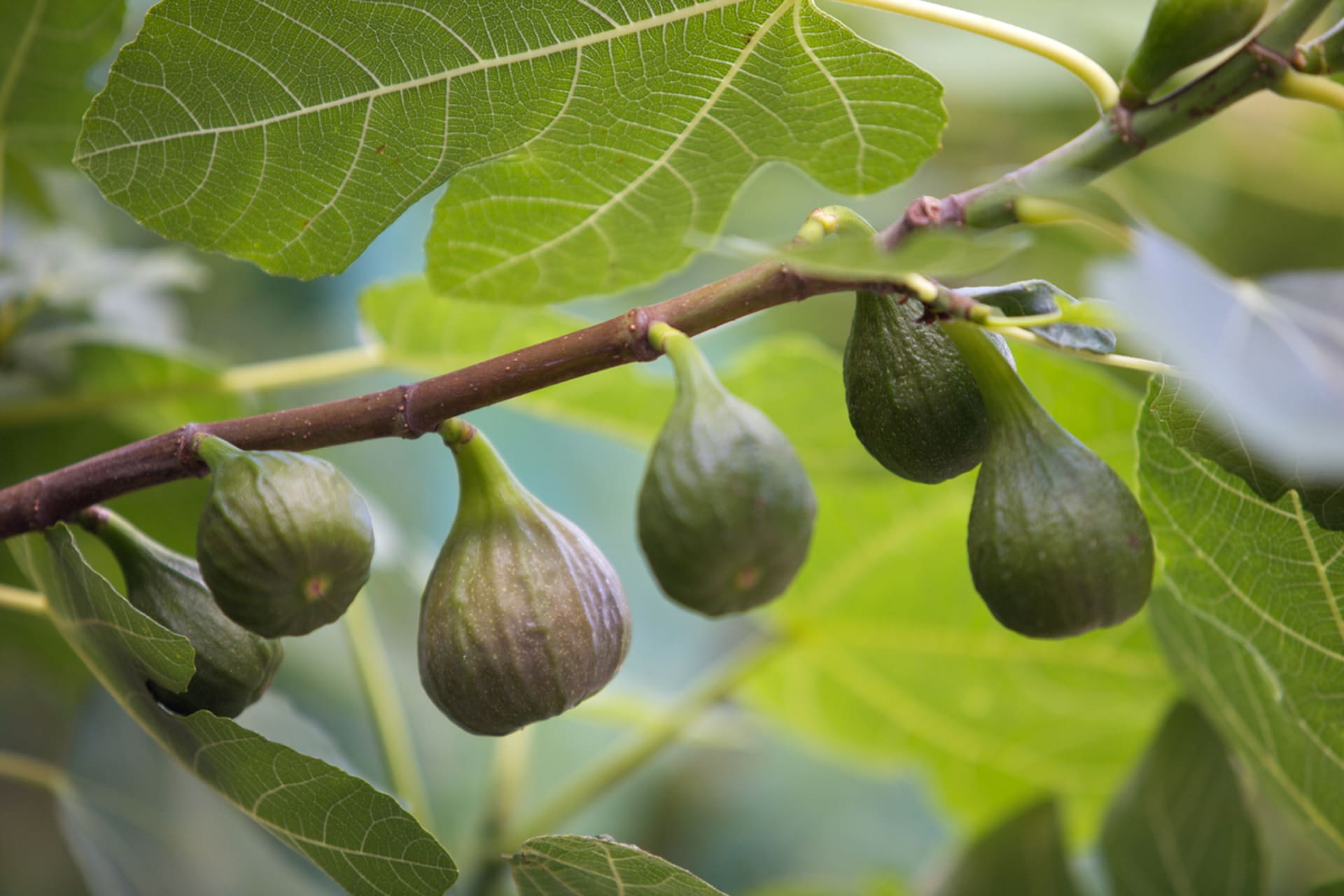 Drzewo figowe (Ficus carica) 3