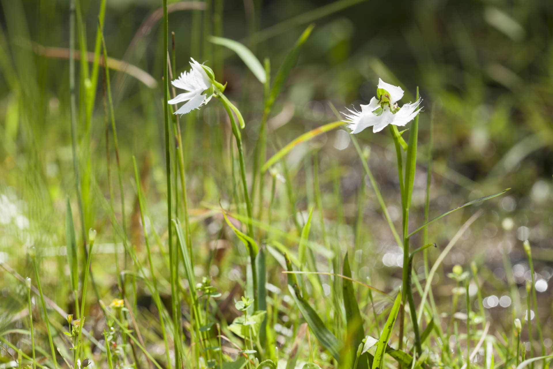 Storczyk ptasi (Pecteilis radiata, syn. Habenaria radiata) 4