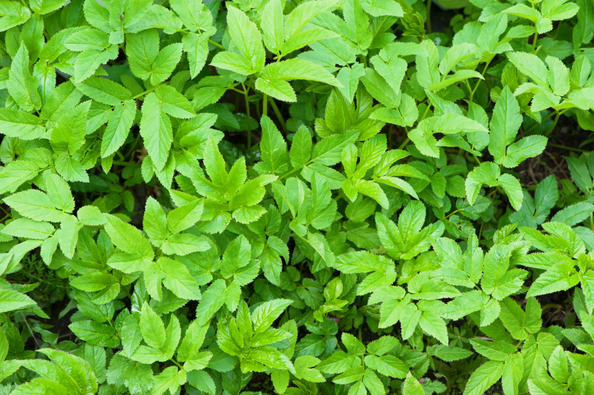 Aegopodium podagraria (Aegopodium podagraria)